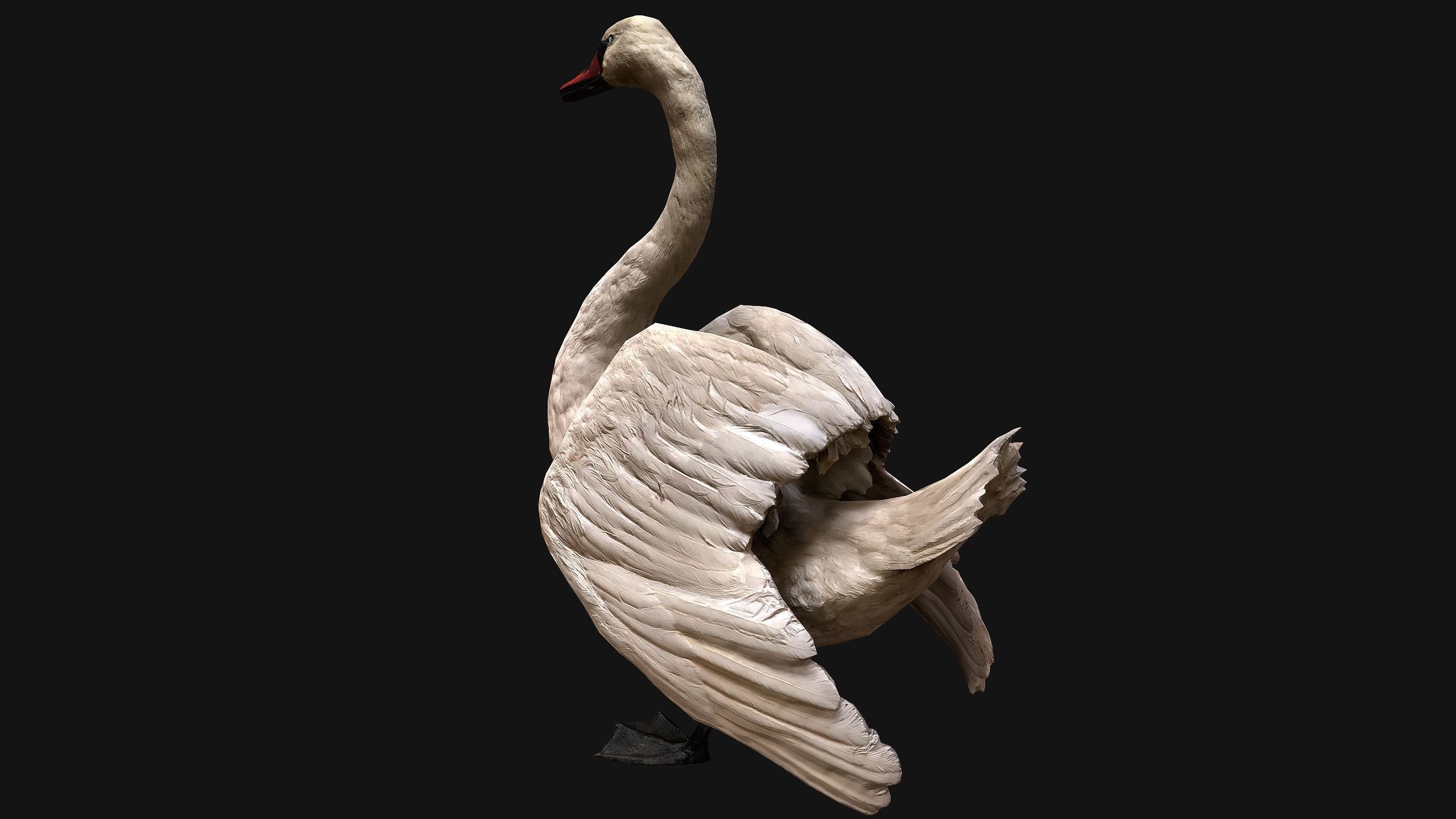 Swan Bird Low-poly 3D model_5