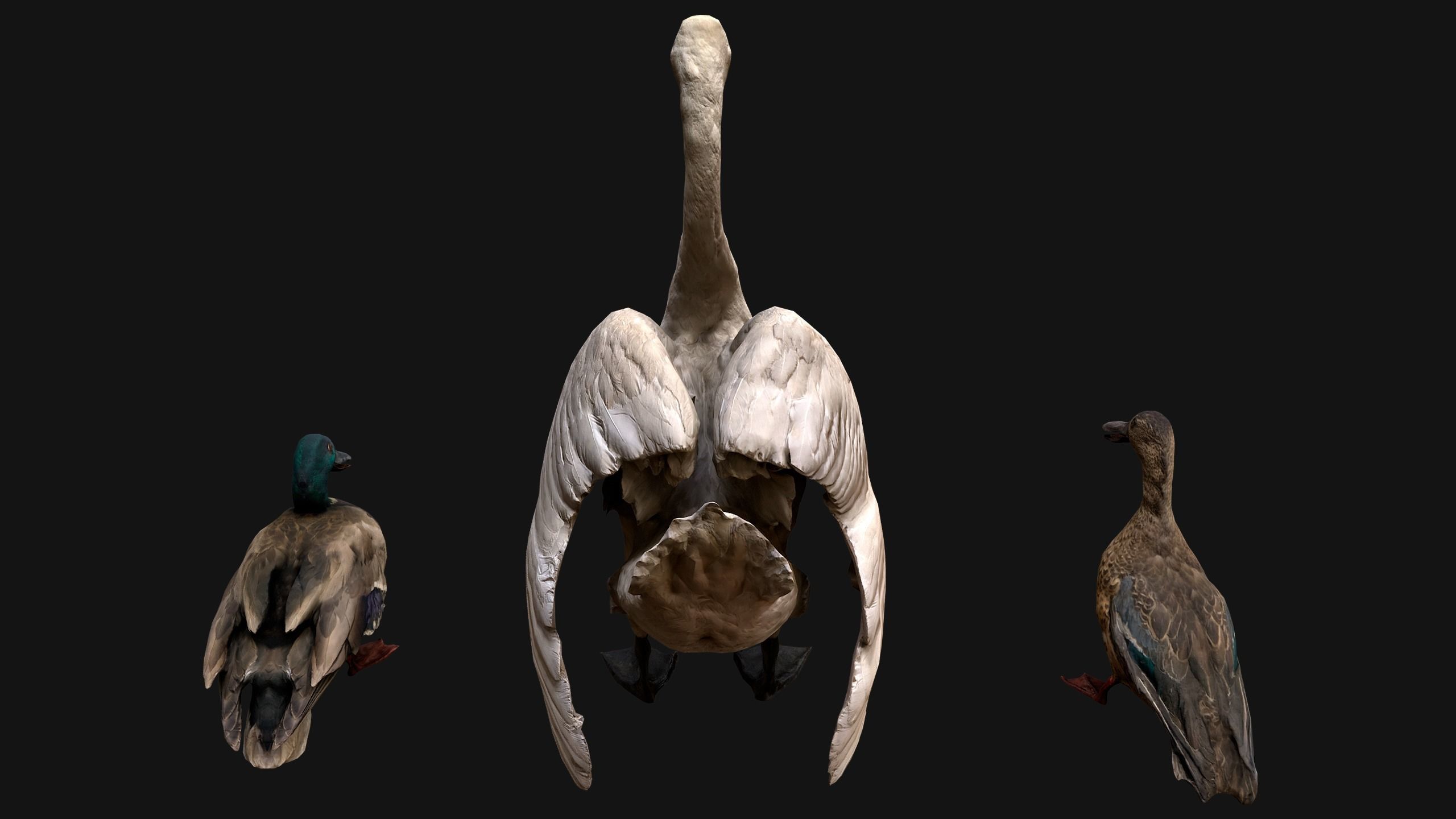 Swan and Ducks Birds Pack Low-poly 3D model_11
