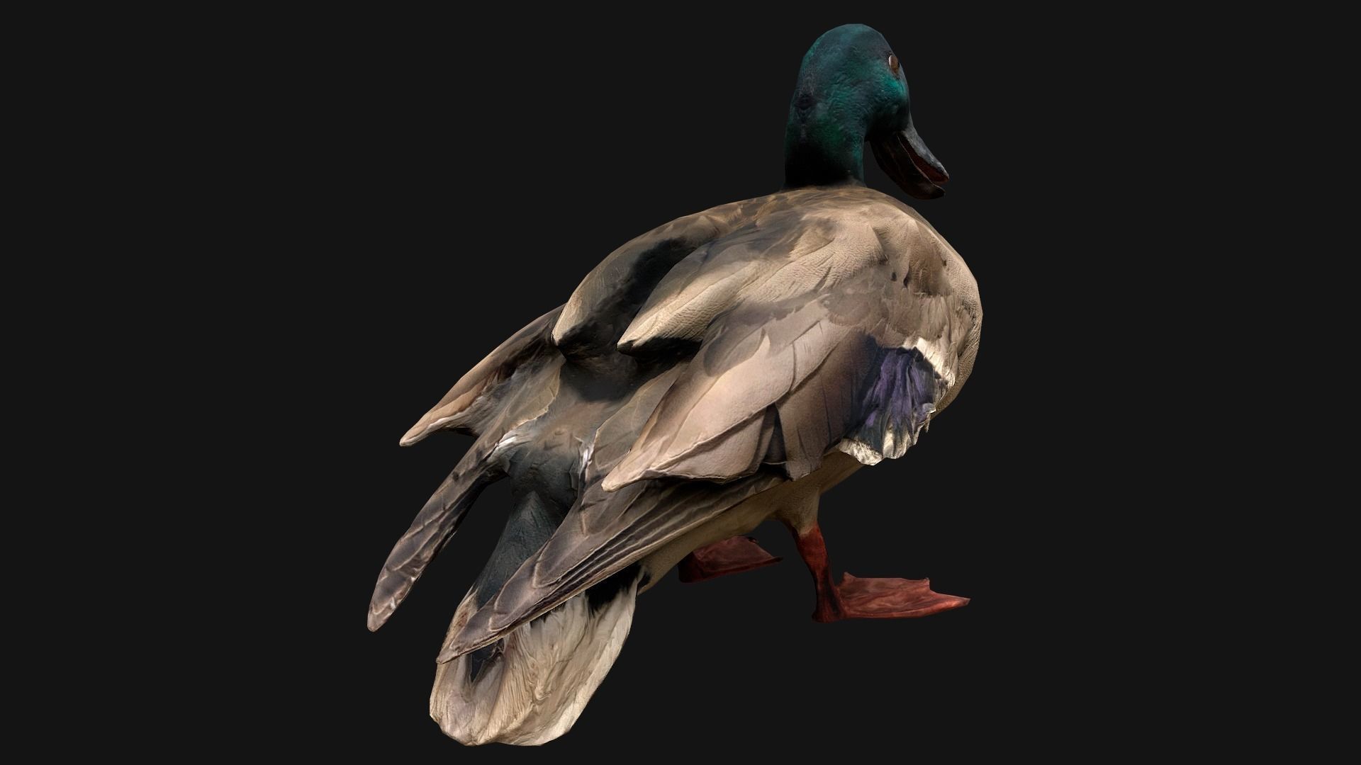 Swan and Ducks Birds Pack Low-poly 3D model_26