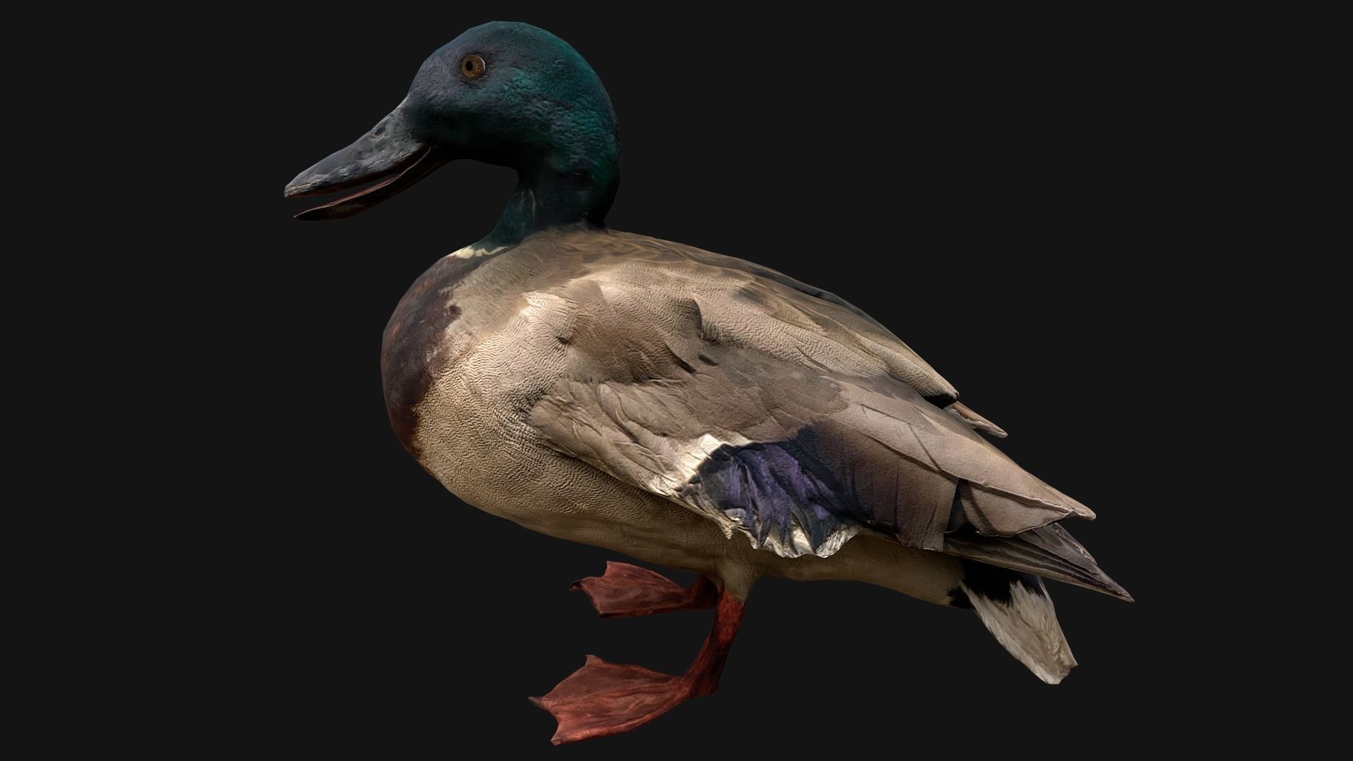 Swan and Ducks Birds Pack Low-poly 3D model_17