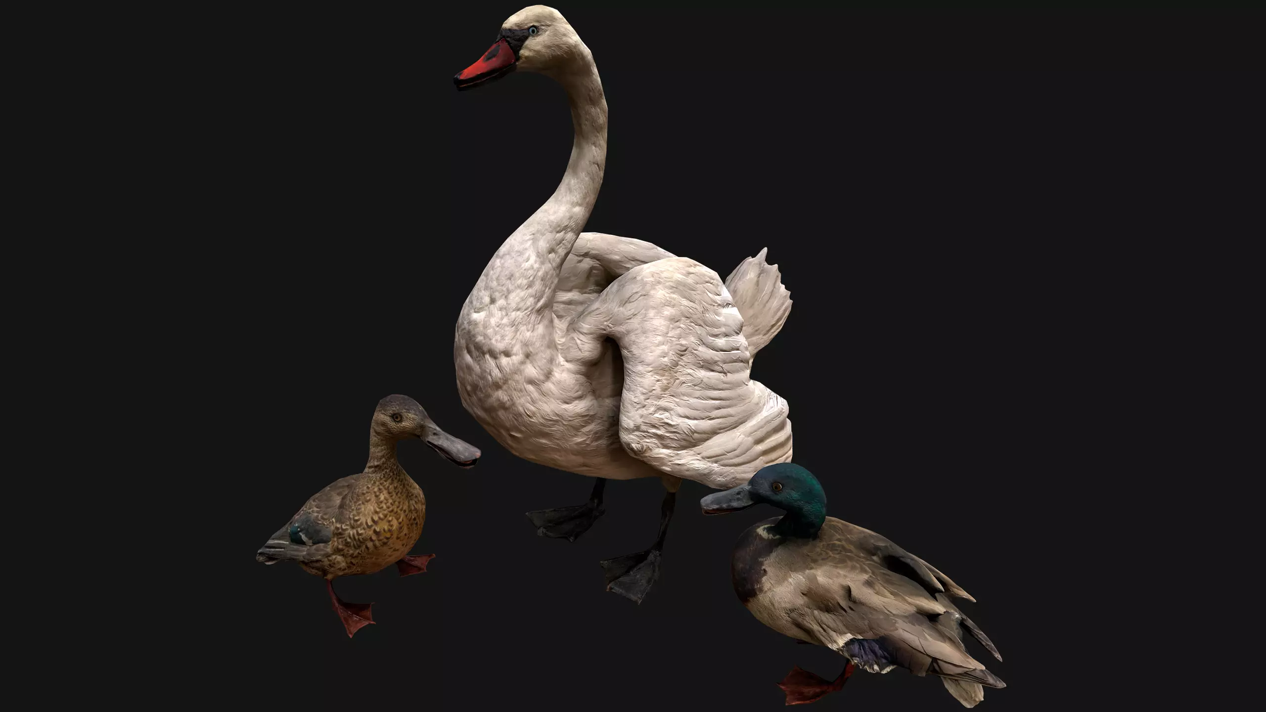 Swan and Ducks Birds Pack Low-poly 3D model_0