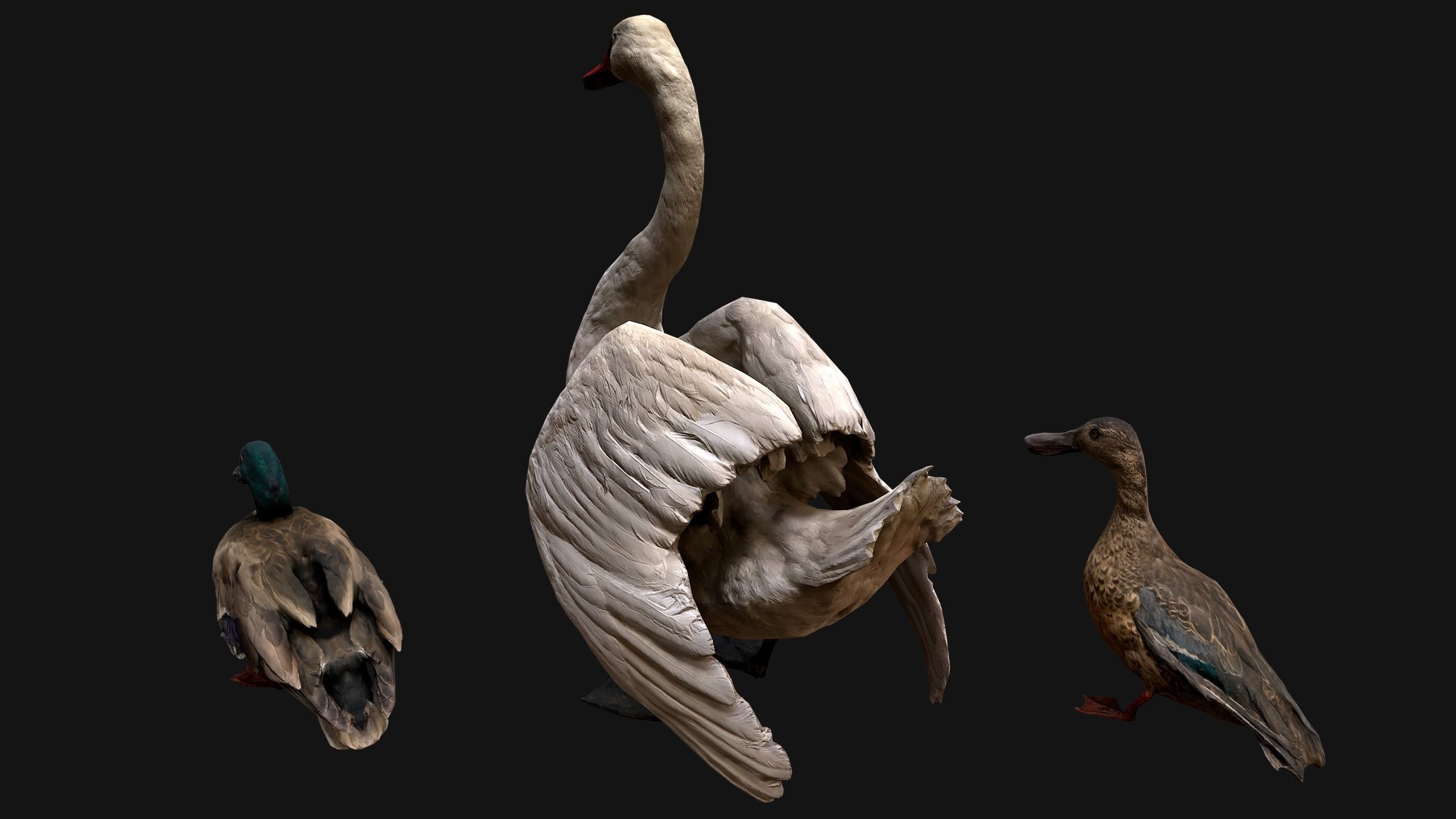 Swan and Ducks Birds Pack Low-poly 3D model_10