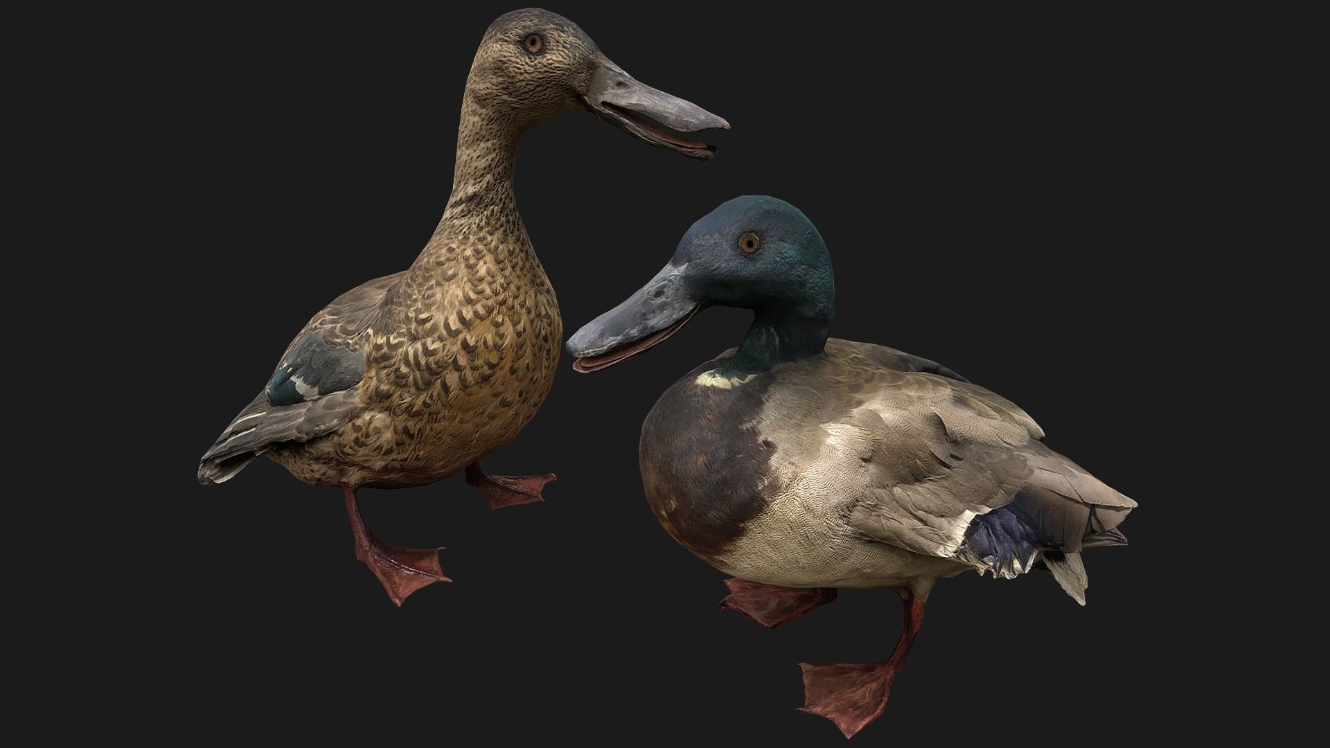 Swan and Ducks Birds Pack Low-poly 3D model_16