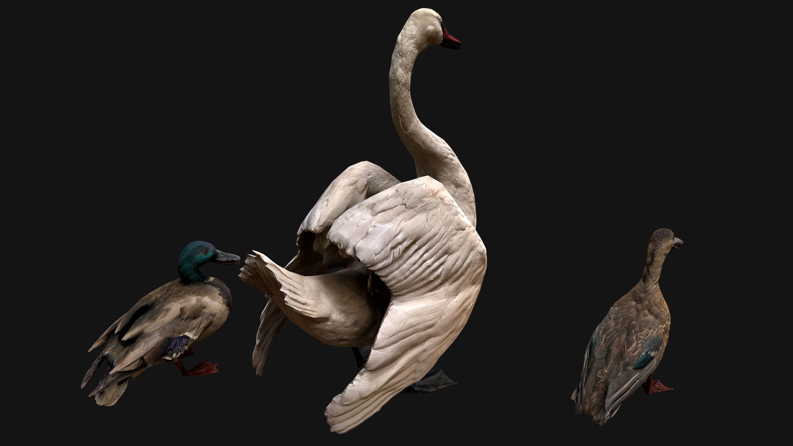 Swan and Ducks Birds Pack Low-poly 3D model_12