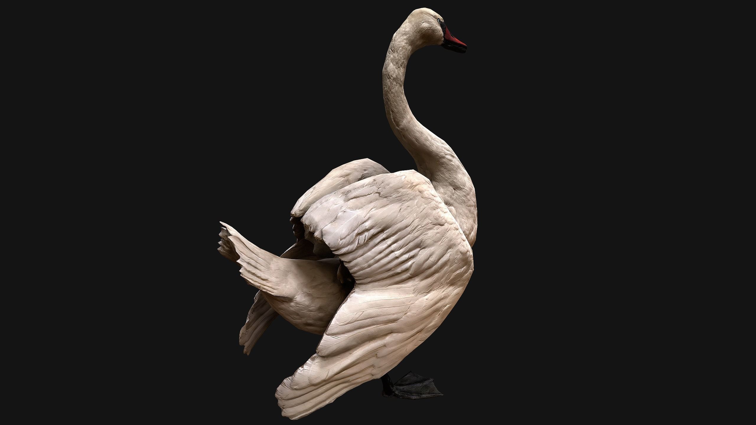 Swan and Ducks Birds Pack Low-poly 3D model_40