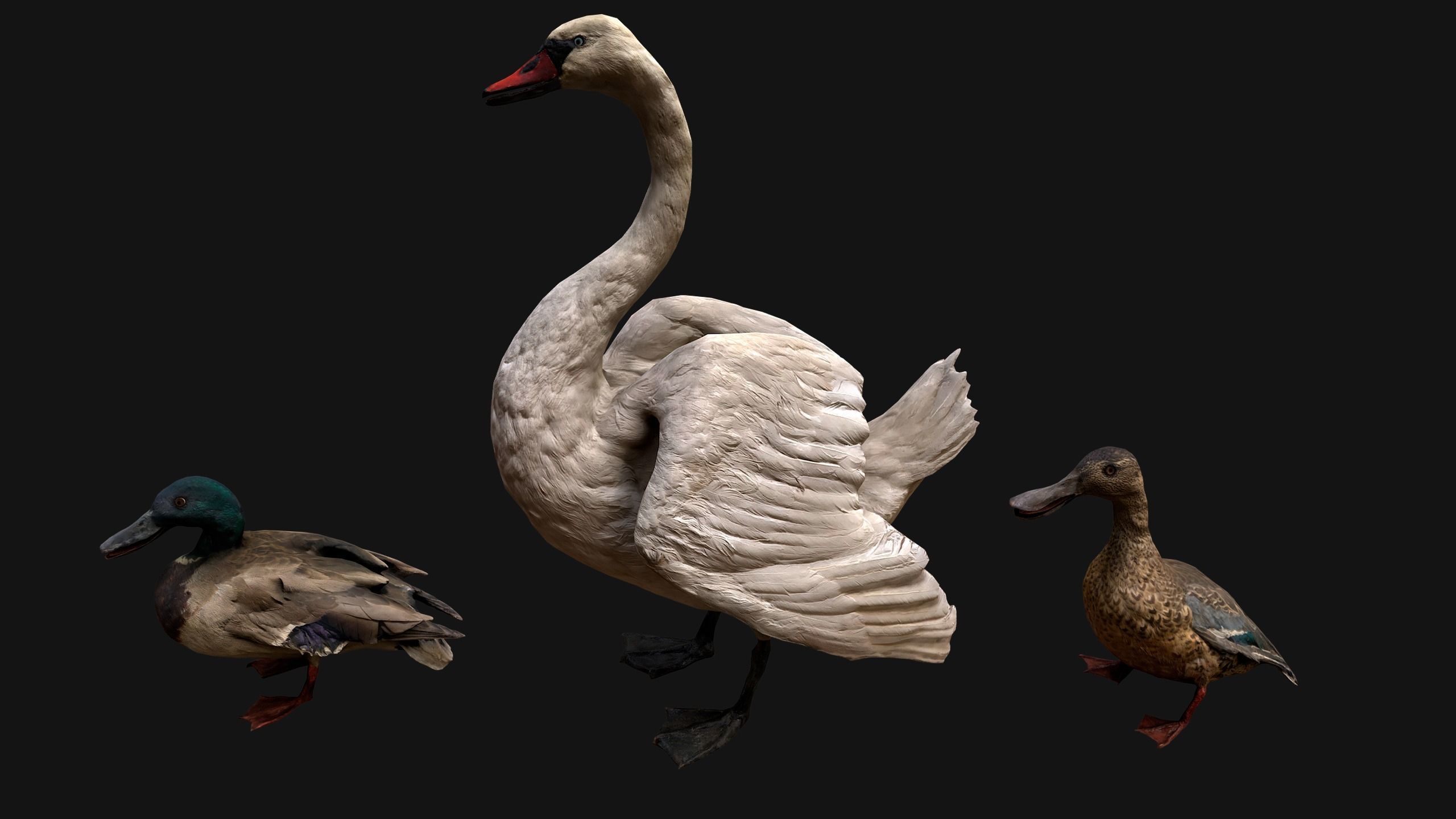 Swan and Ducks Birds Pack Low-poly 3D model_9