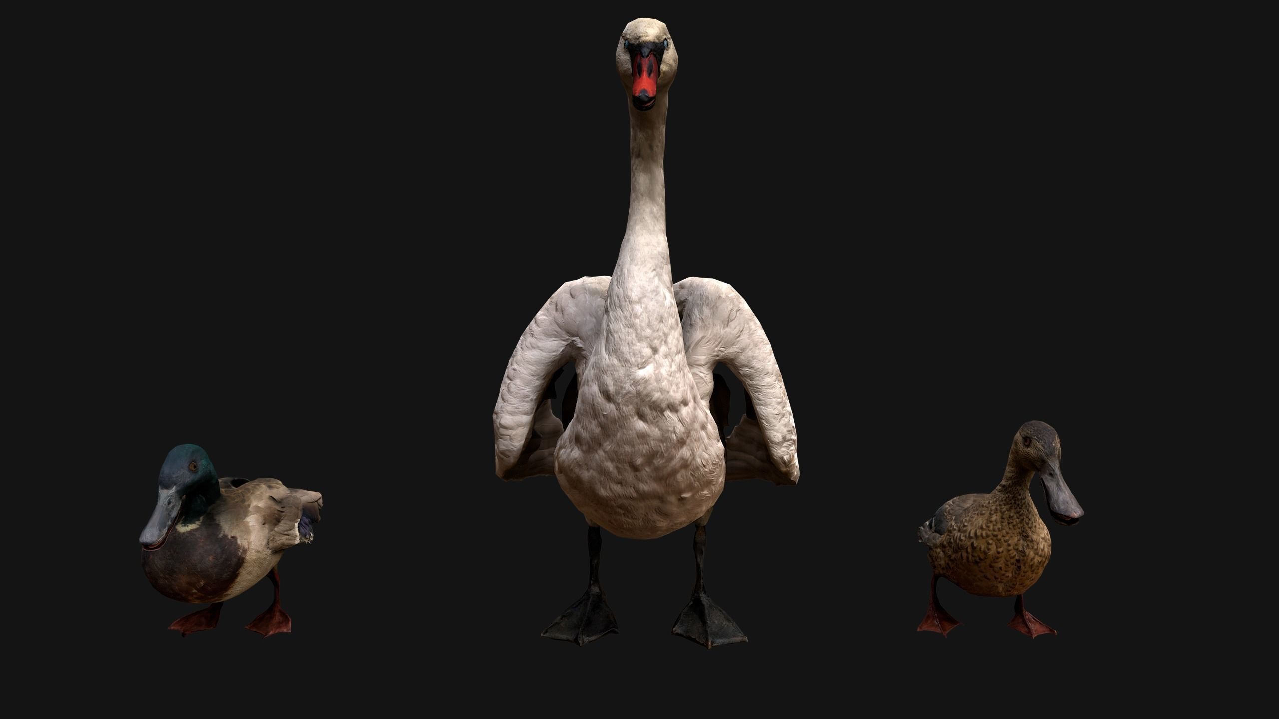 Swan and Ducks Birds Pack Low-poly 3D model_15