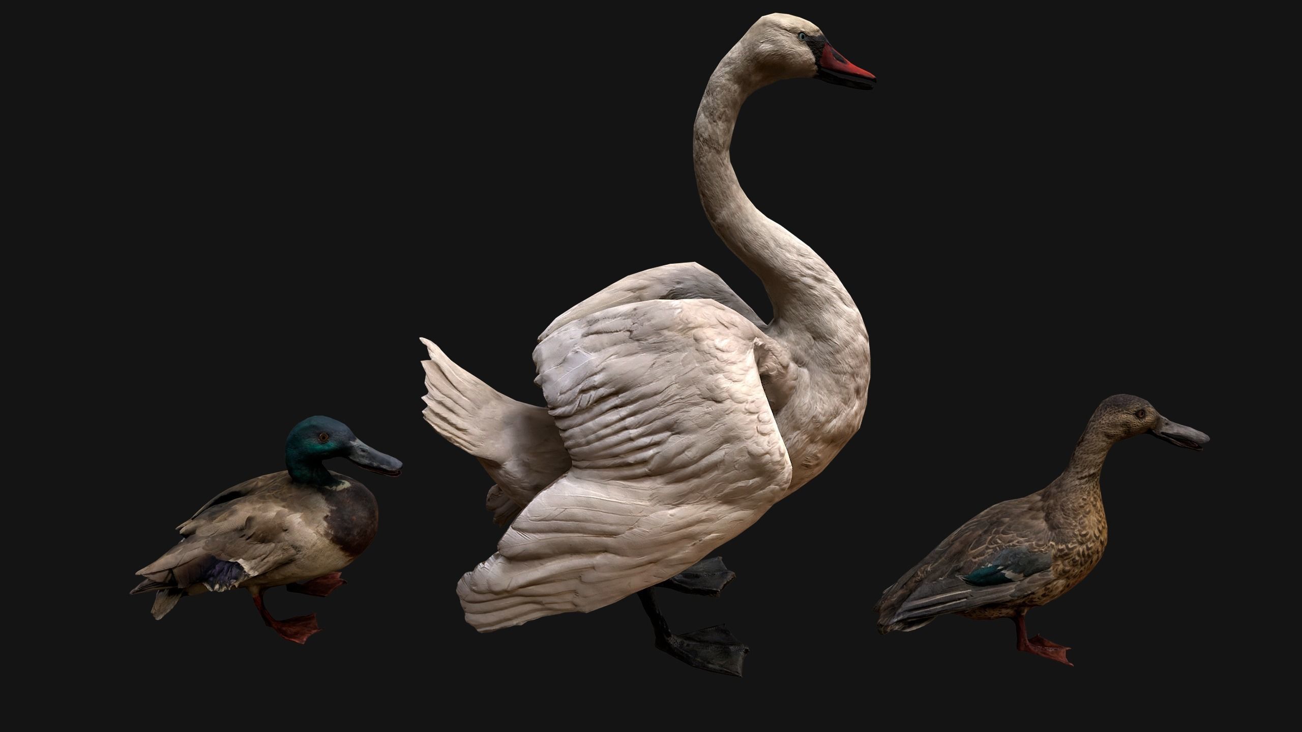 Swan and Ducks Birds Pack Low-poly 3D model_13