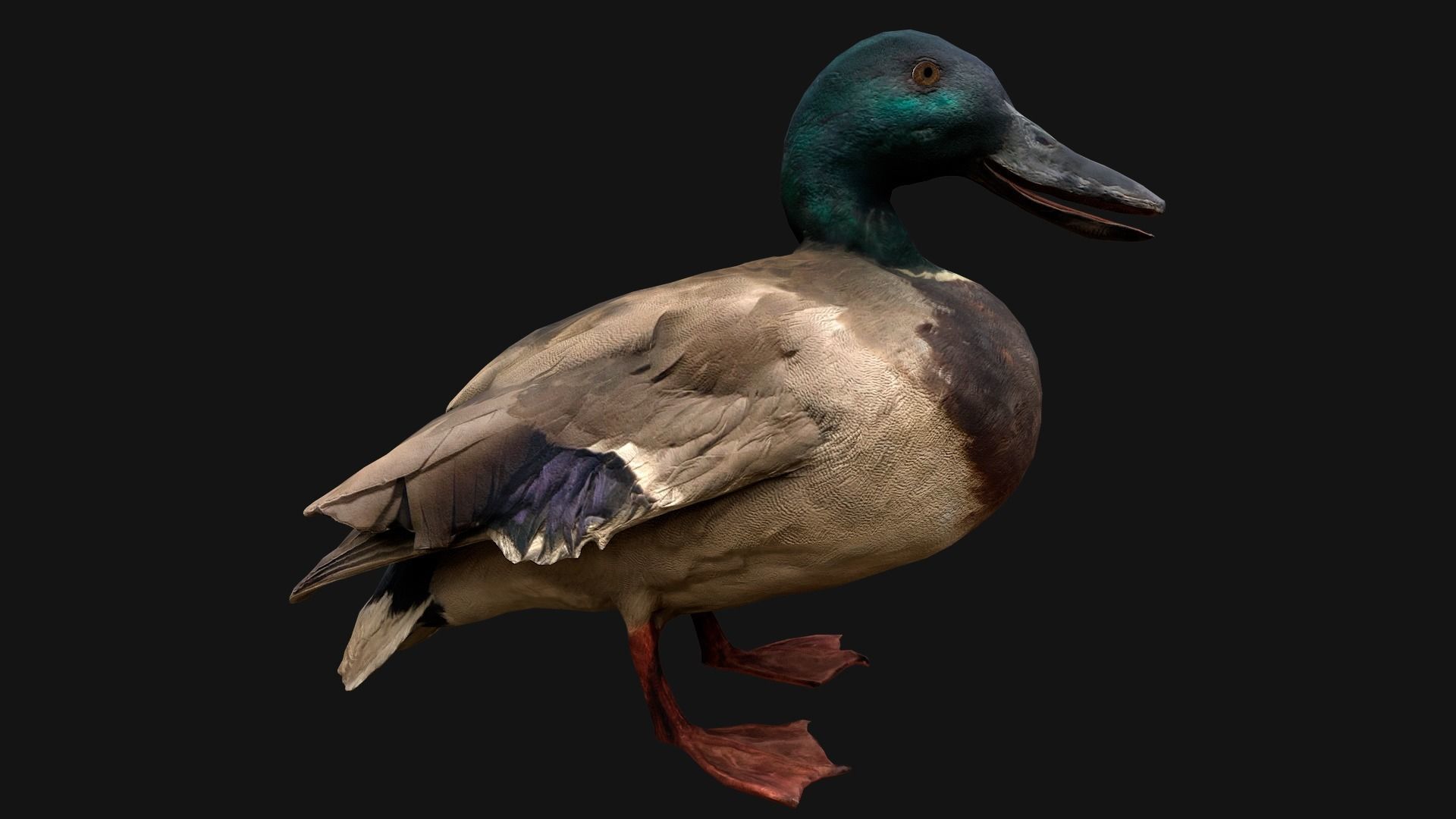 Swan and Ducks Birds Pack Low-poly 3D model_25