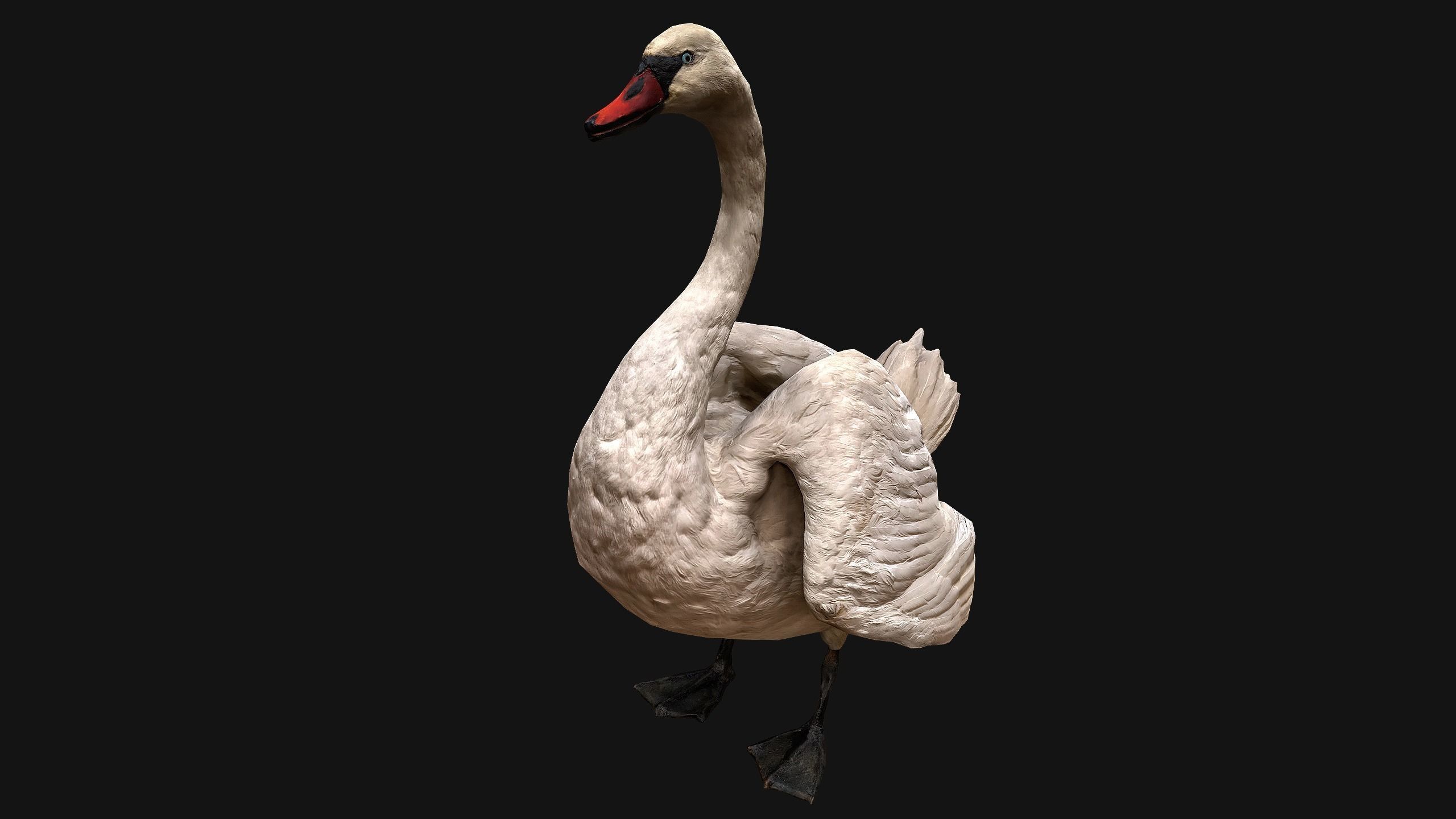 Swan and Ducks Birds Pack Low-poly 3D model_43