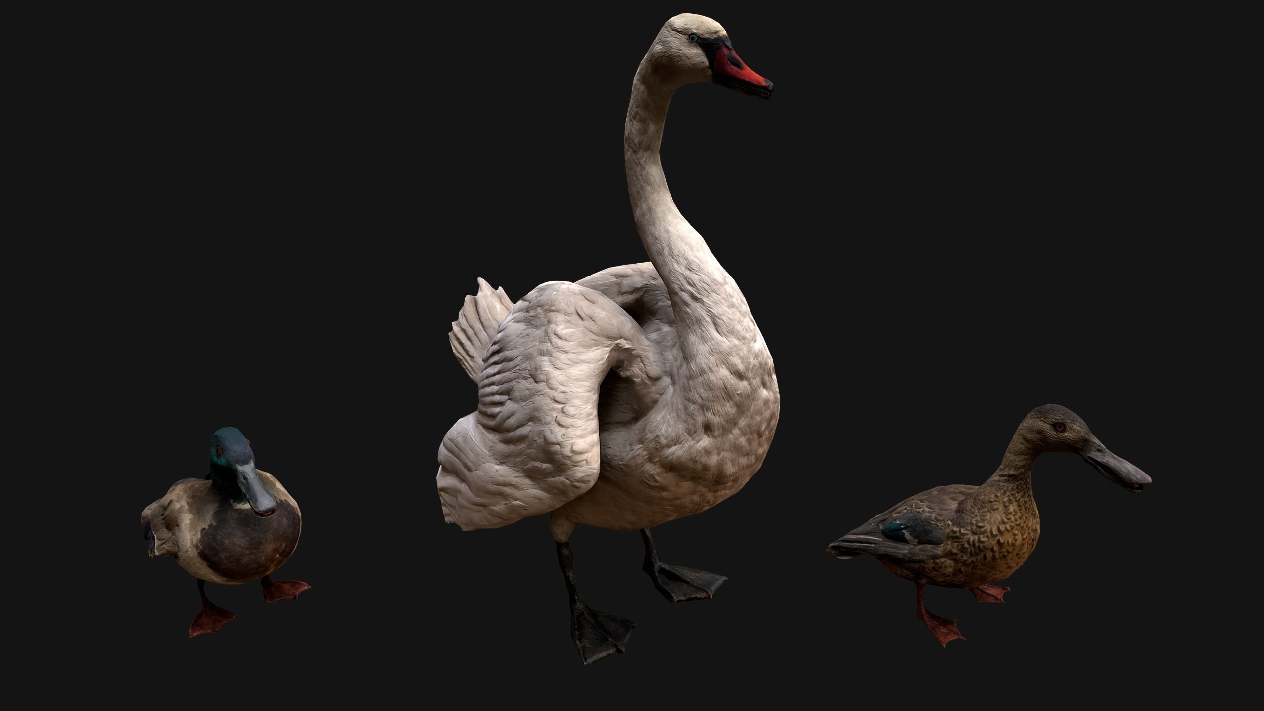 Swan and Ducks Birds Pack Low-poly 3D model_14