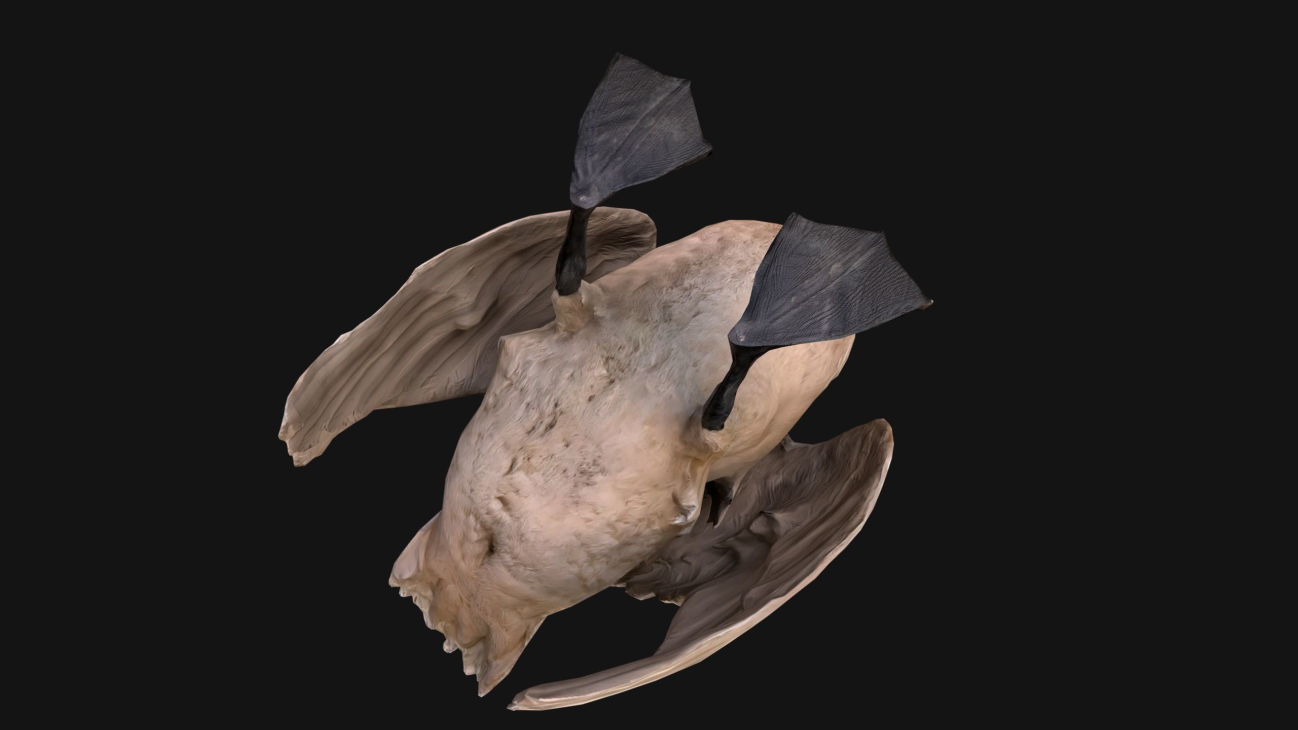 Swan and Ducks Birds Pack Low-poly 3D model_41