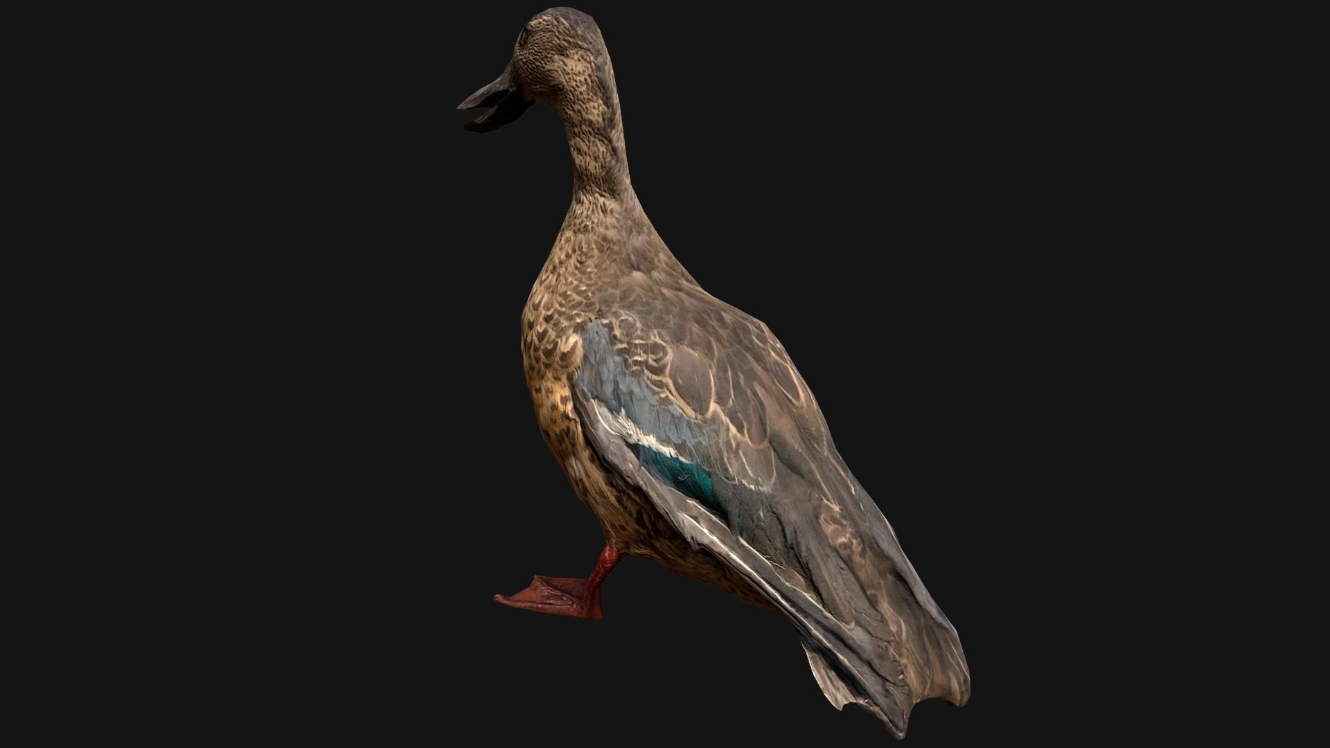 Swan and Ducks Birds Pack Low-poly 3D model_35