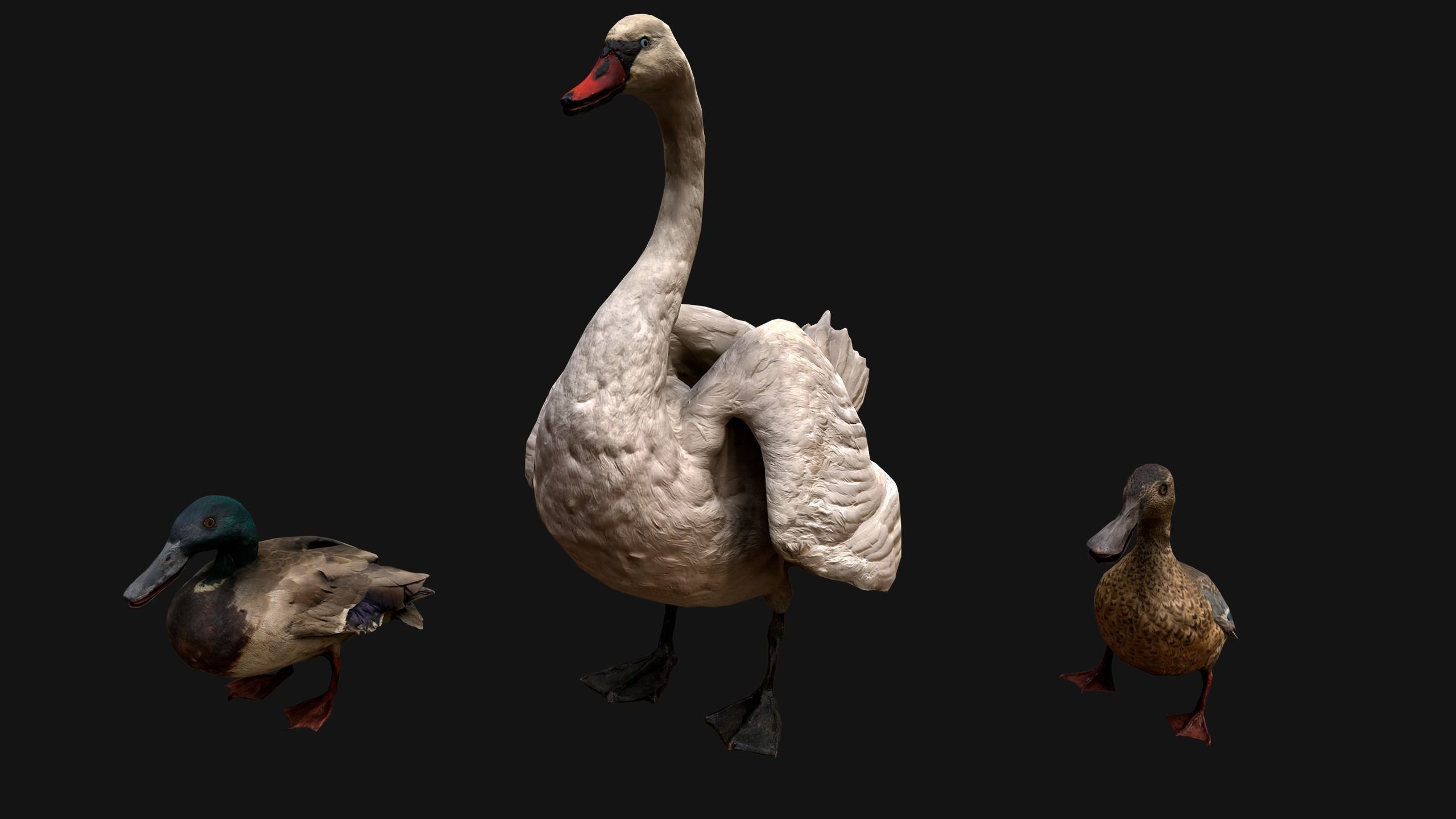 Swan and Ducks Birds Pack Low-poly 3D model_8