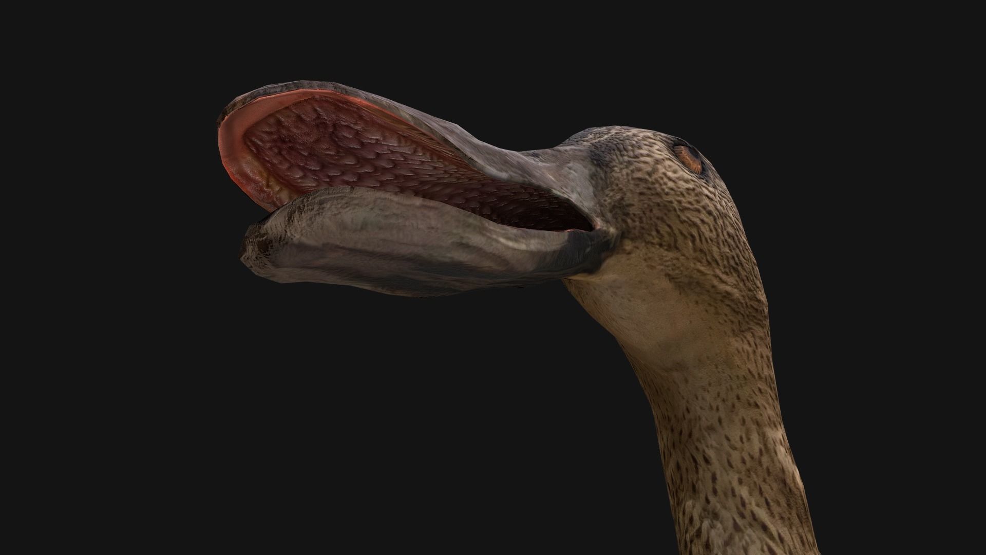 Swan and Ducks Birds Pack Low-poly 3D model_30