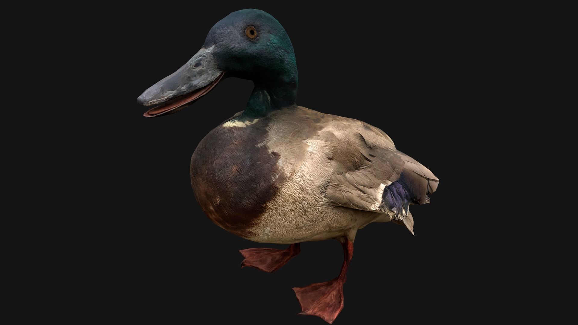 Swan and Ducks Birds Pack Low-poly 3D model_23