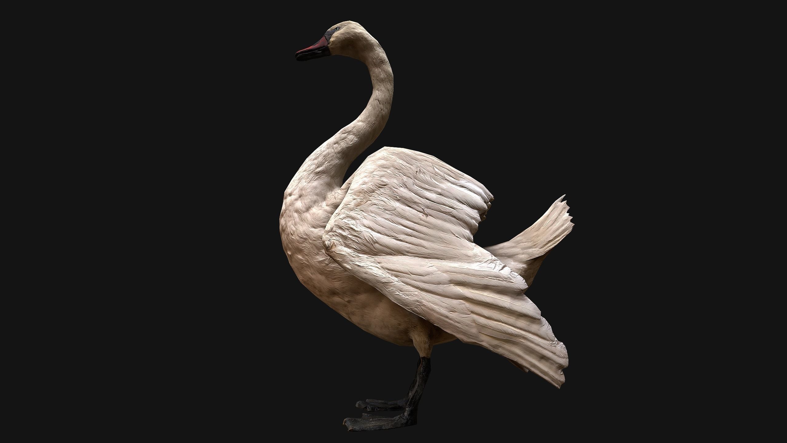 Swan and Ducks Birds Pack Low-poly 3D model_38