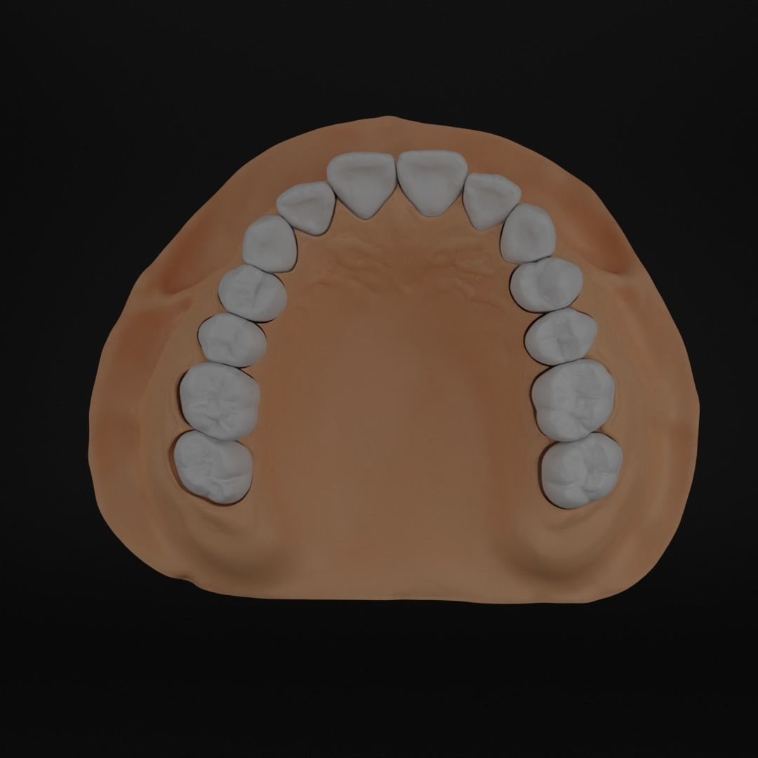 Dental models Natural teeth 3D Model Collection 3D print model_2