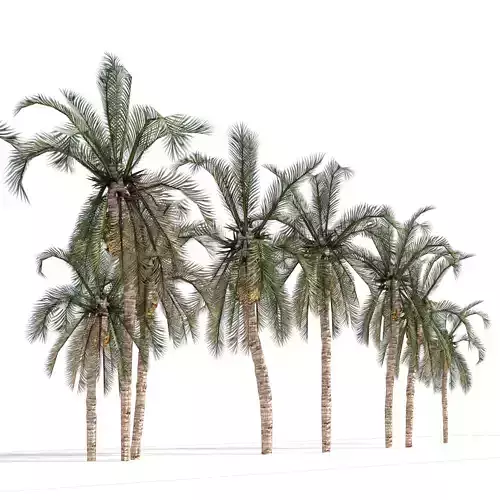Low Poly Arabic Date palms Low-poly 3D model
