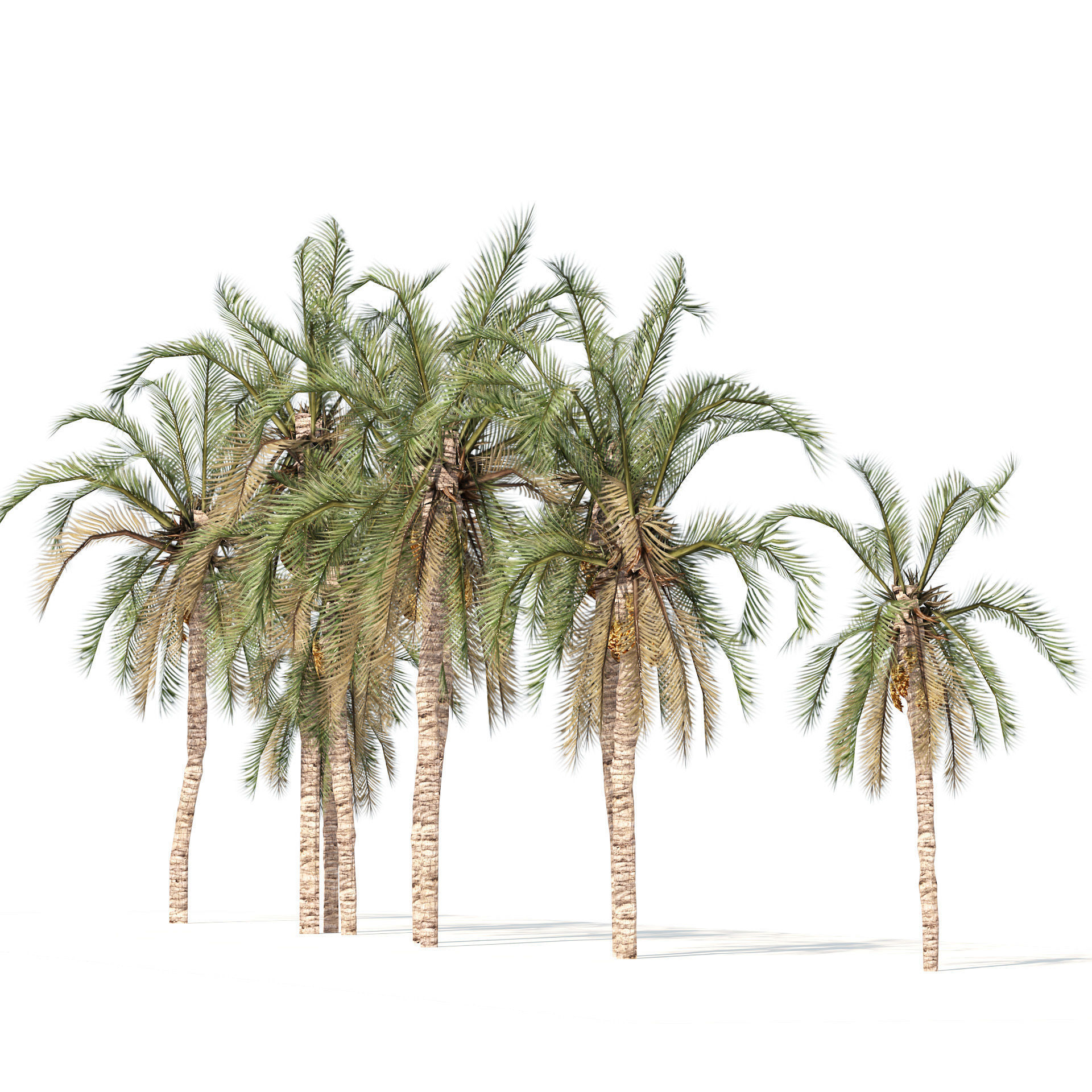 Low Poly Arabic Date palms Low-poly 3D model_3