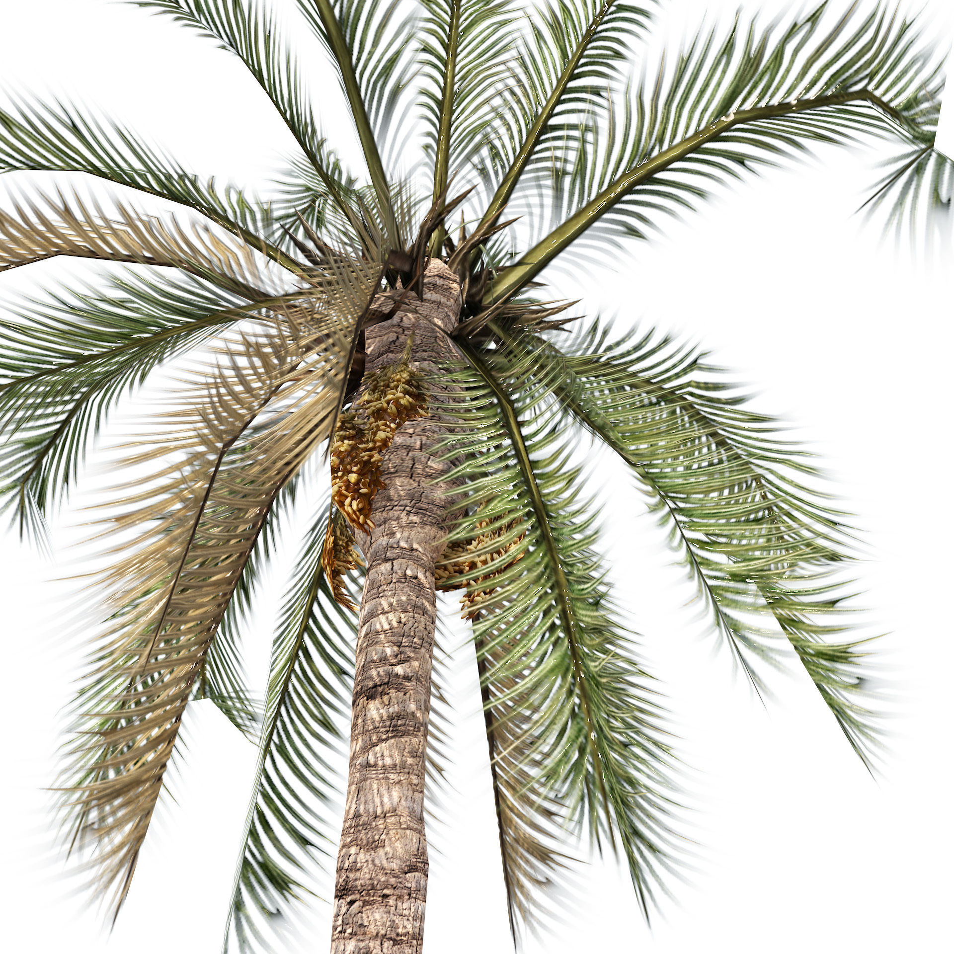 Low Poly Arabic Date palms Low-poly 3D model_6