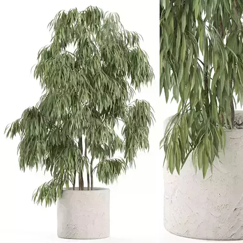 Plants collection 967 3D model