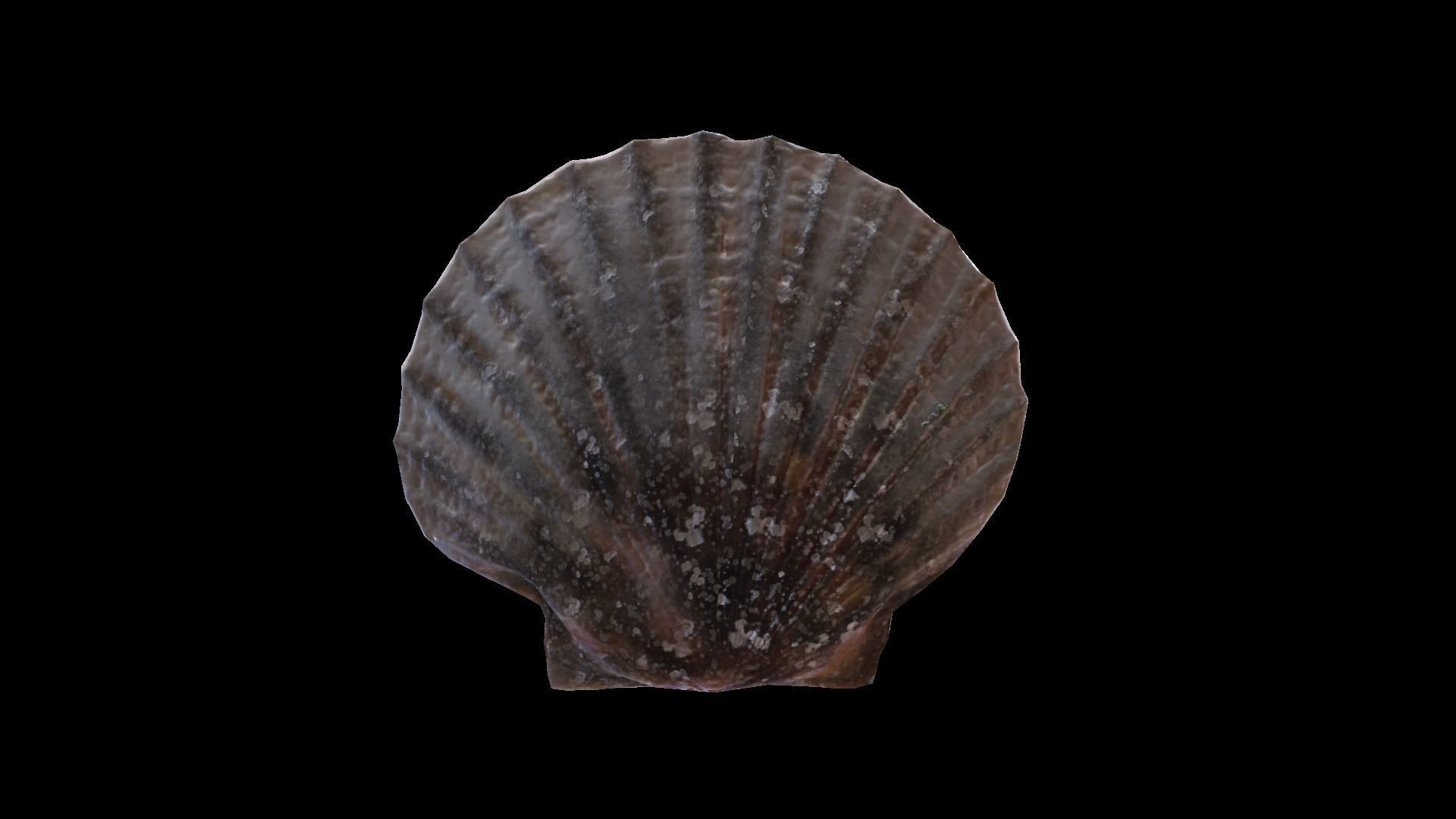 ScallopGrilledButter Low-poly 3D model_6