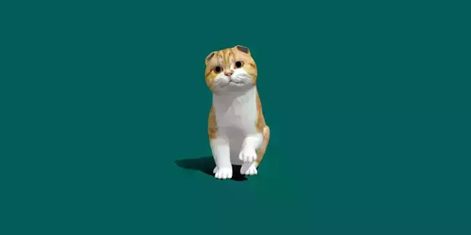 Orange Scottish Fold Cat