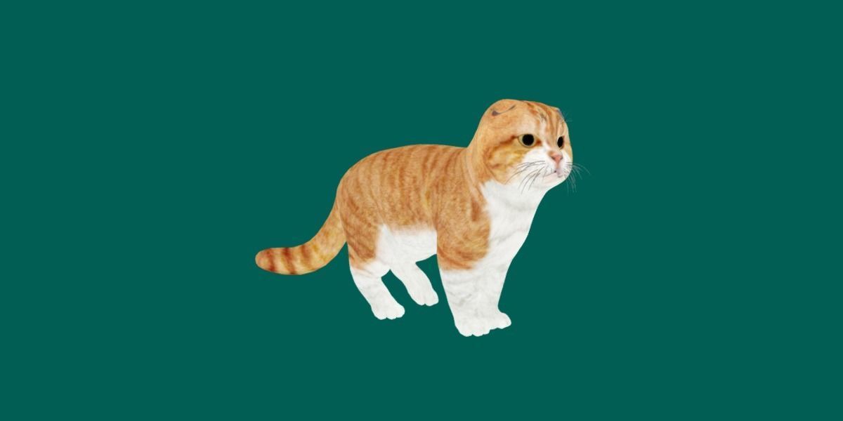 Orange Scottish Fold Cat 3D model_6