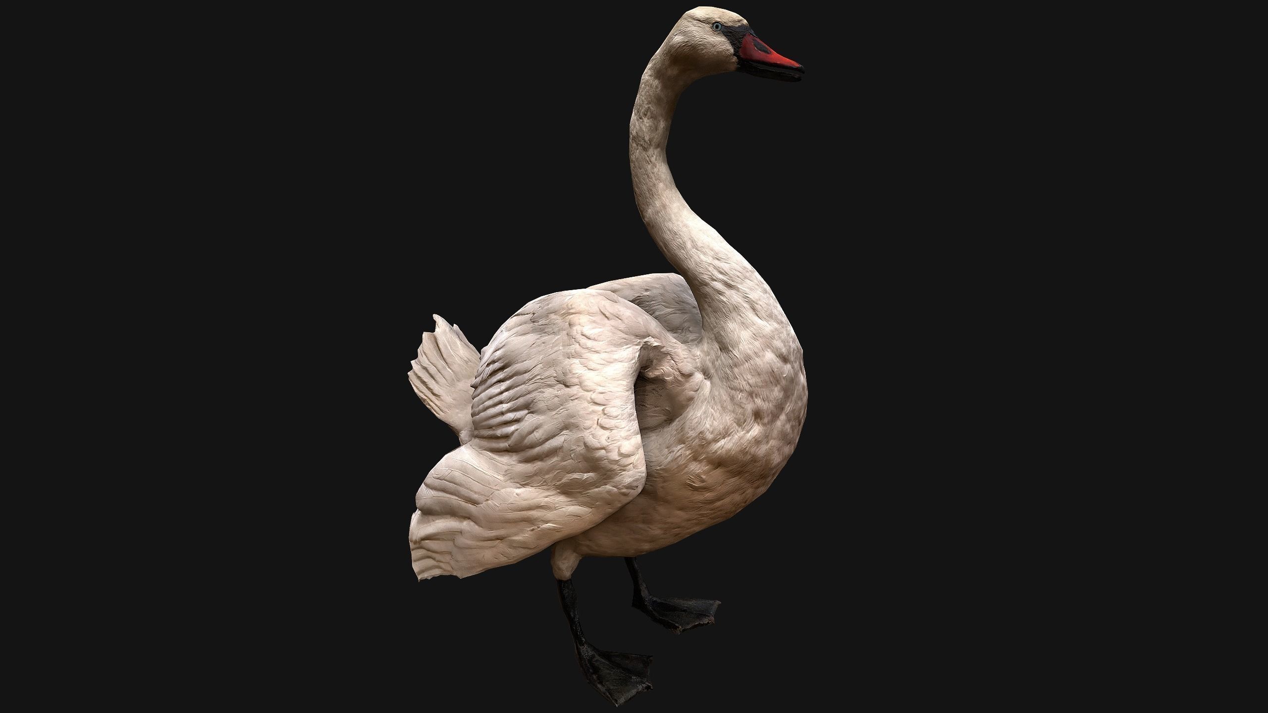 Birds set  Swan Ducks Pheasant Low-poly 3D model_41
