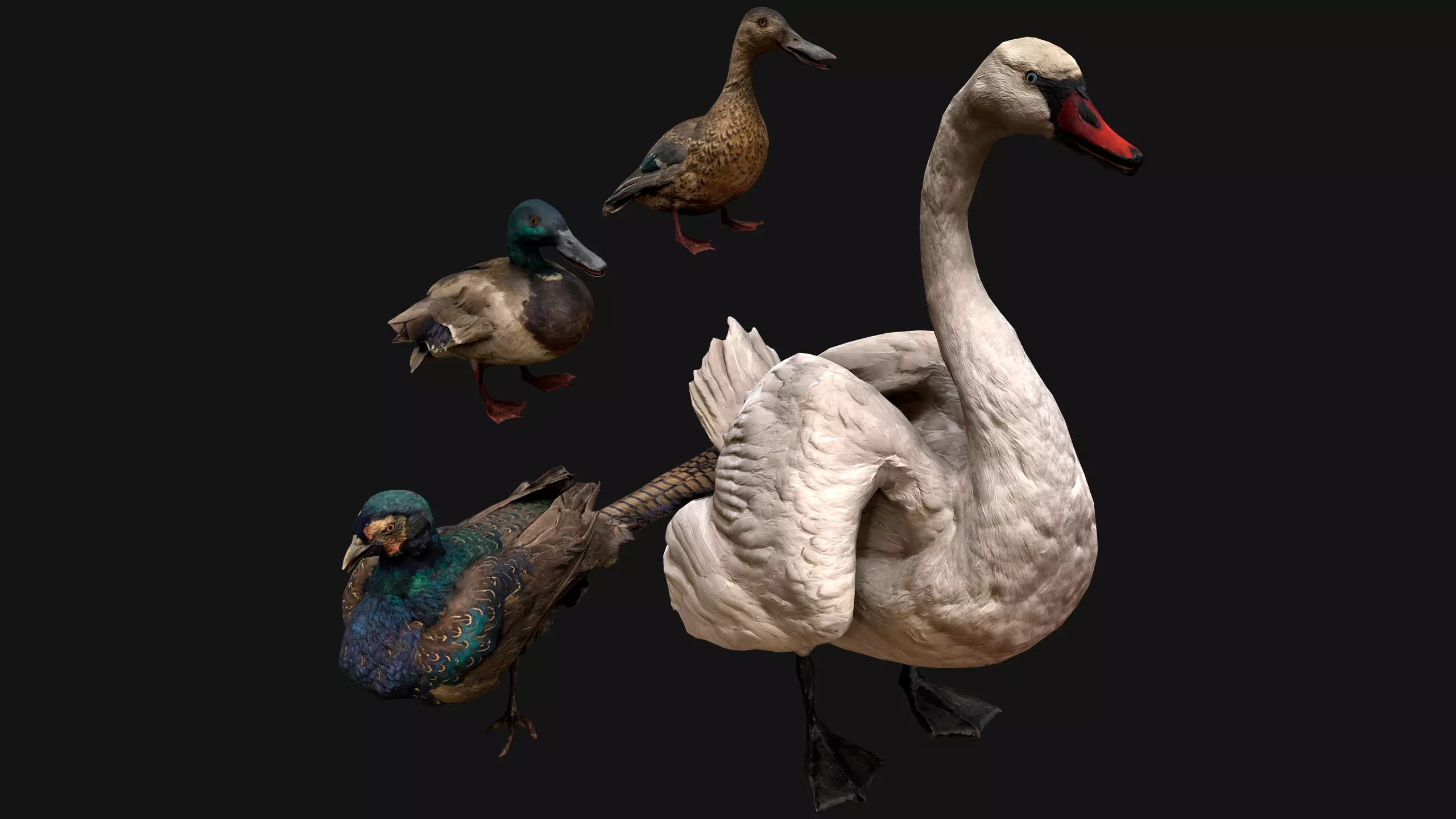 Birds set  Swan Ducks Pheasant Low-poly 3D model_0