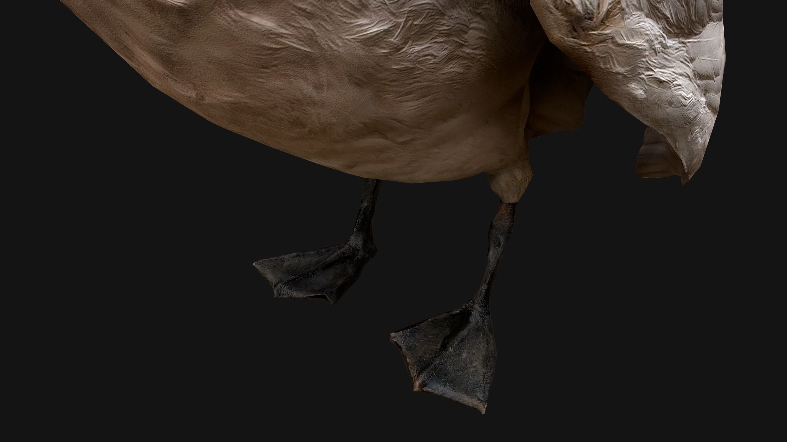 Birds set  Swan Ducks Pheasant Low-poly 3D model_43