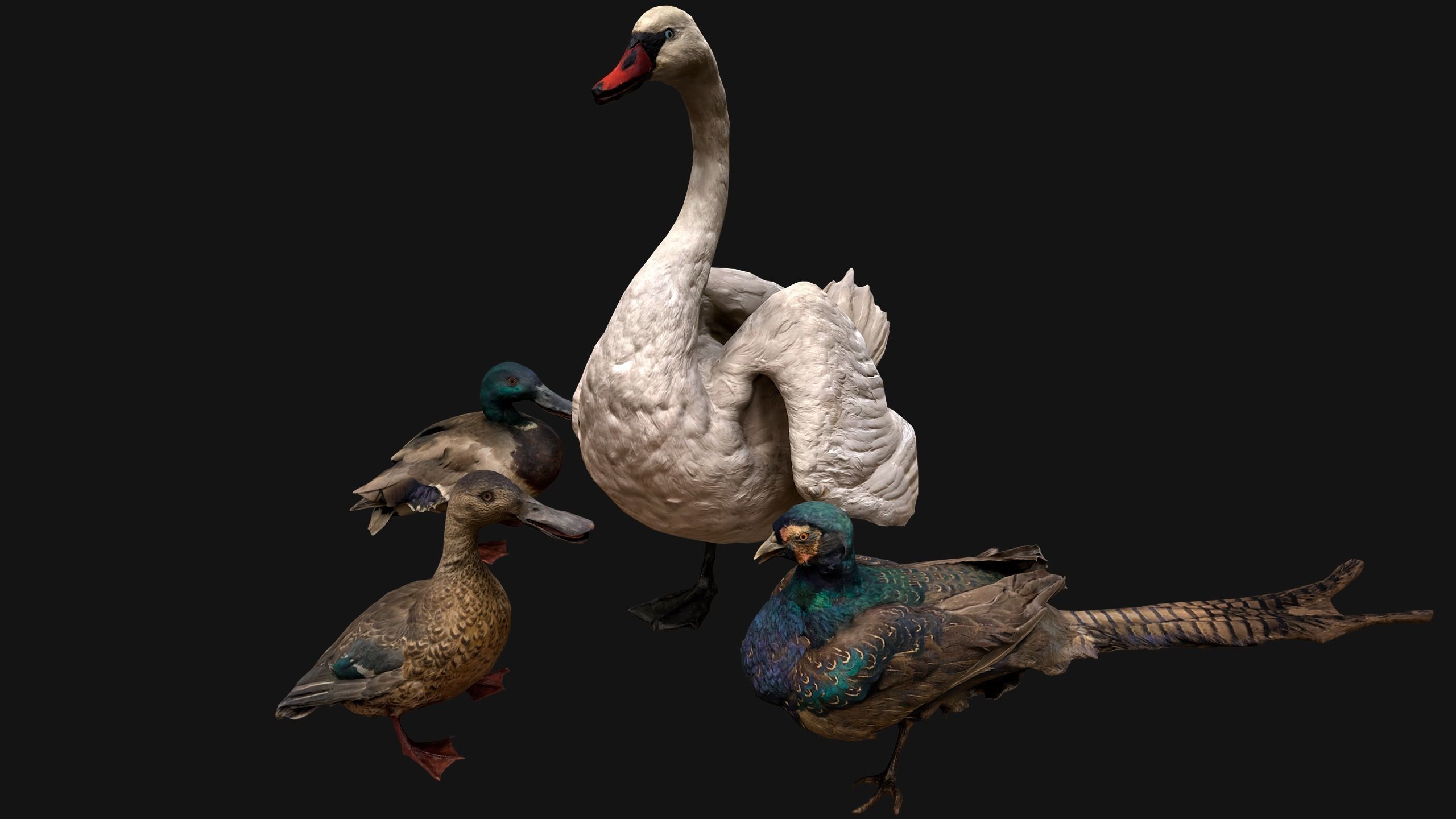 Birds set  Swan Ducks Pheasant Low-poly 3D model_10