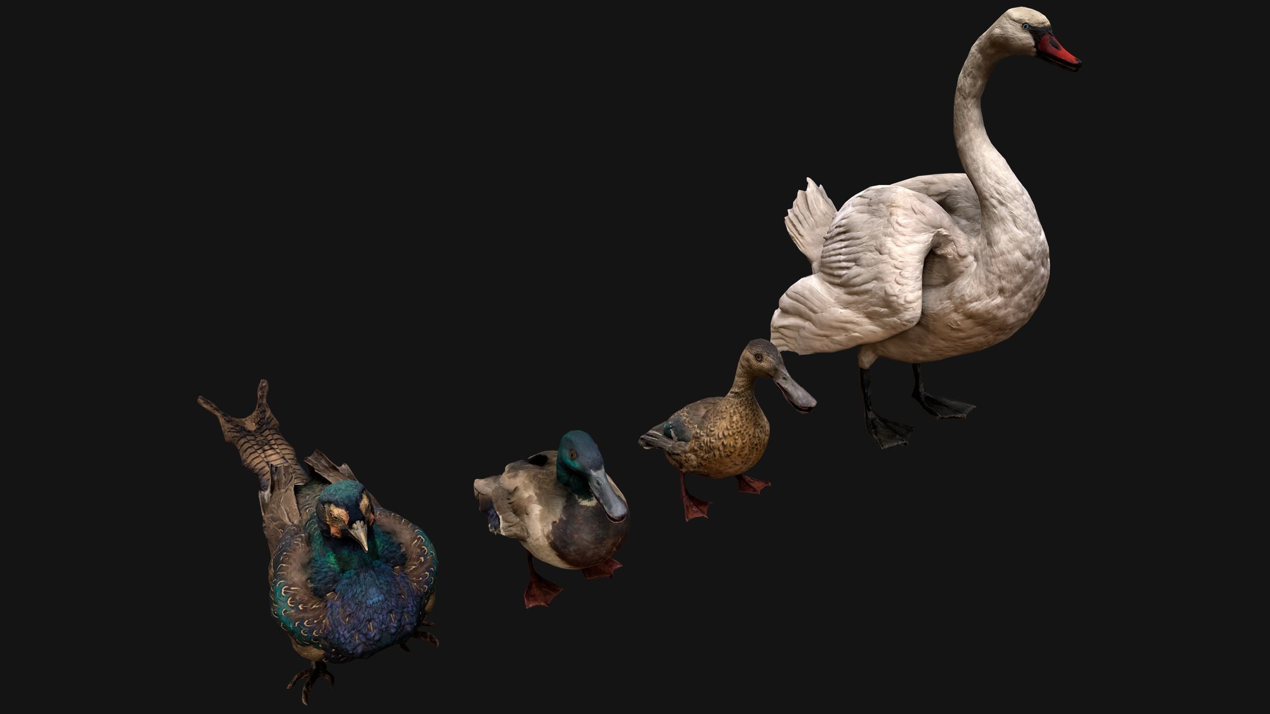 Birds set  Swan Ducks Pheasant Low-poly 3D model_12