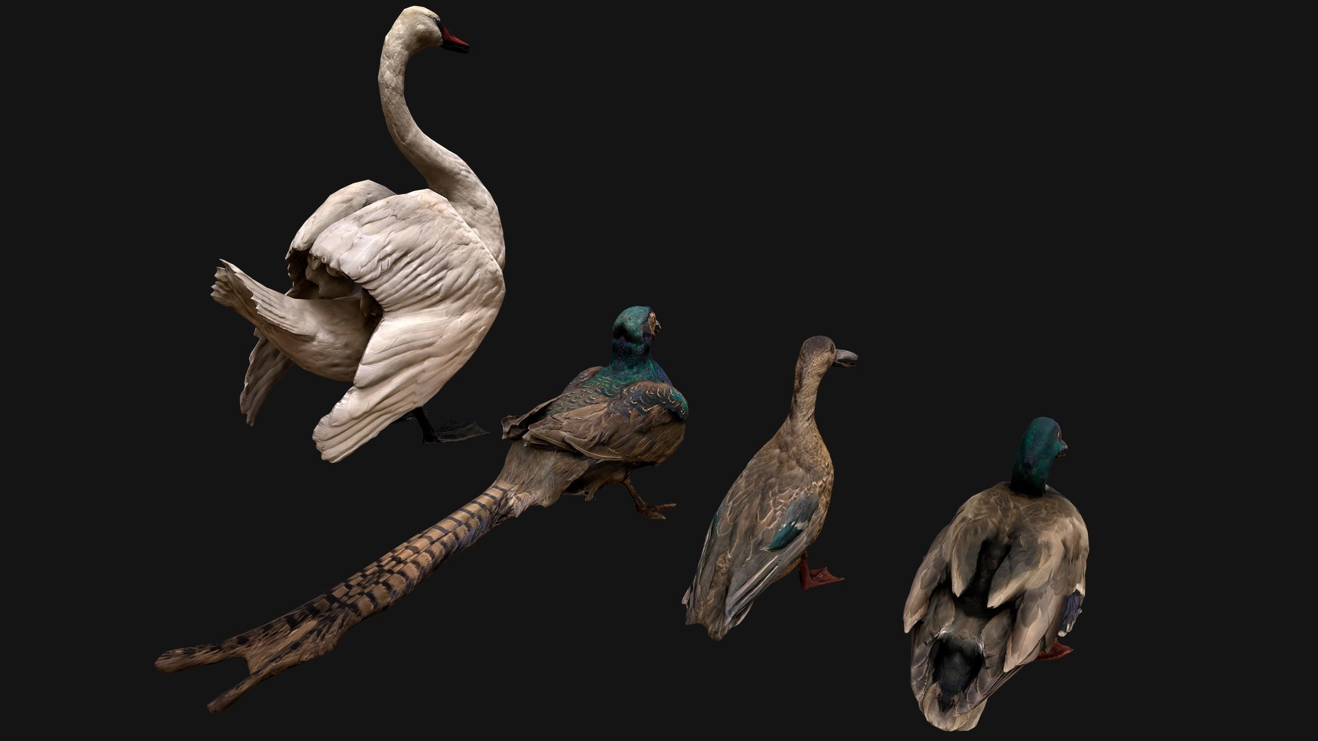 Birds set  Swan Ducks Pheasant Low-poly 3D model_13