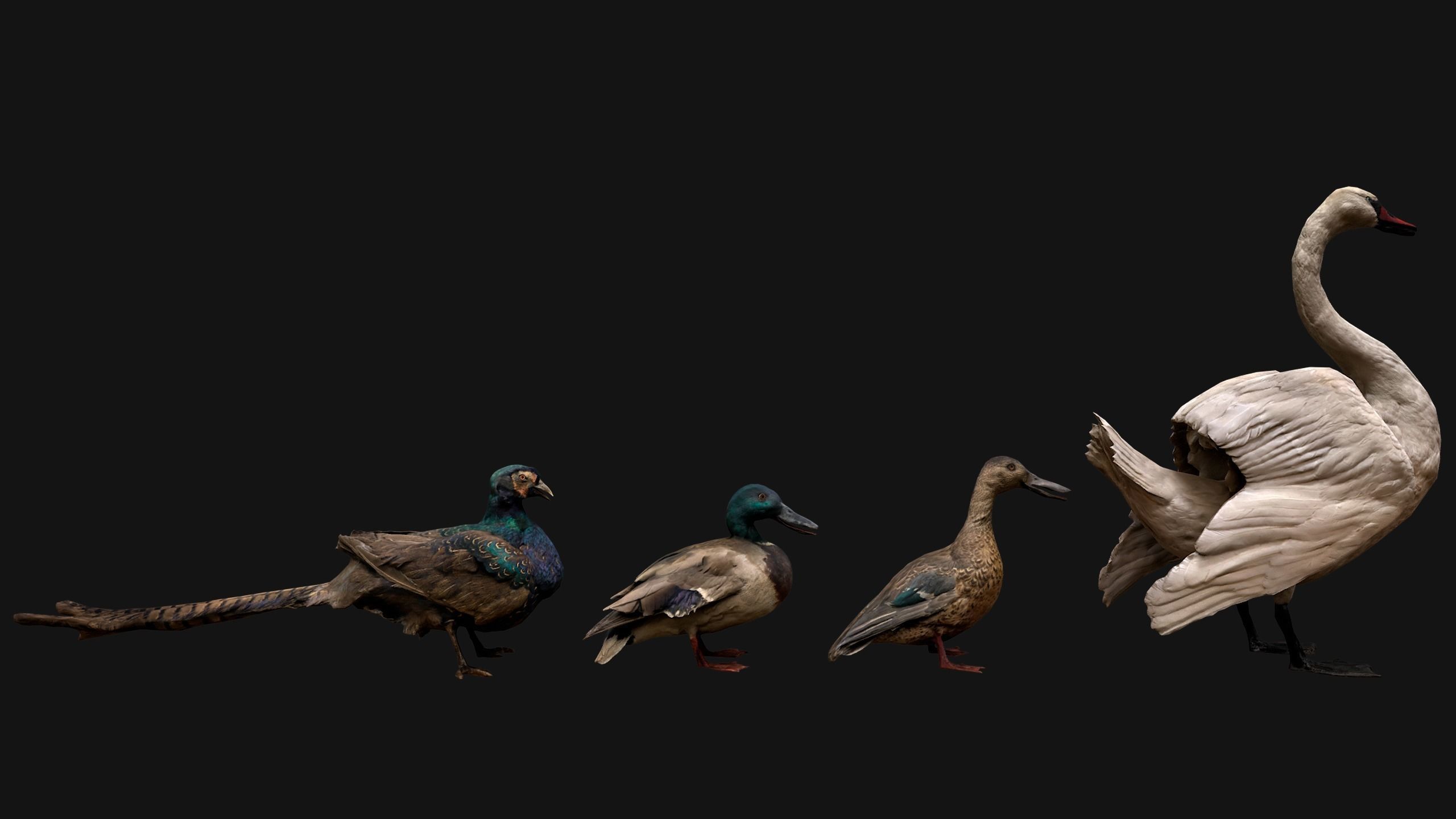 Birds set  Swan Ducks Pheasant Low-poly 3D model_14