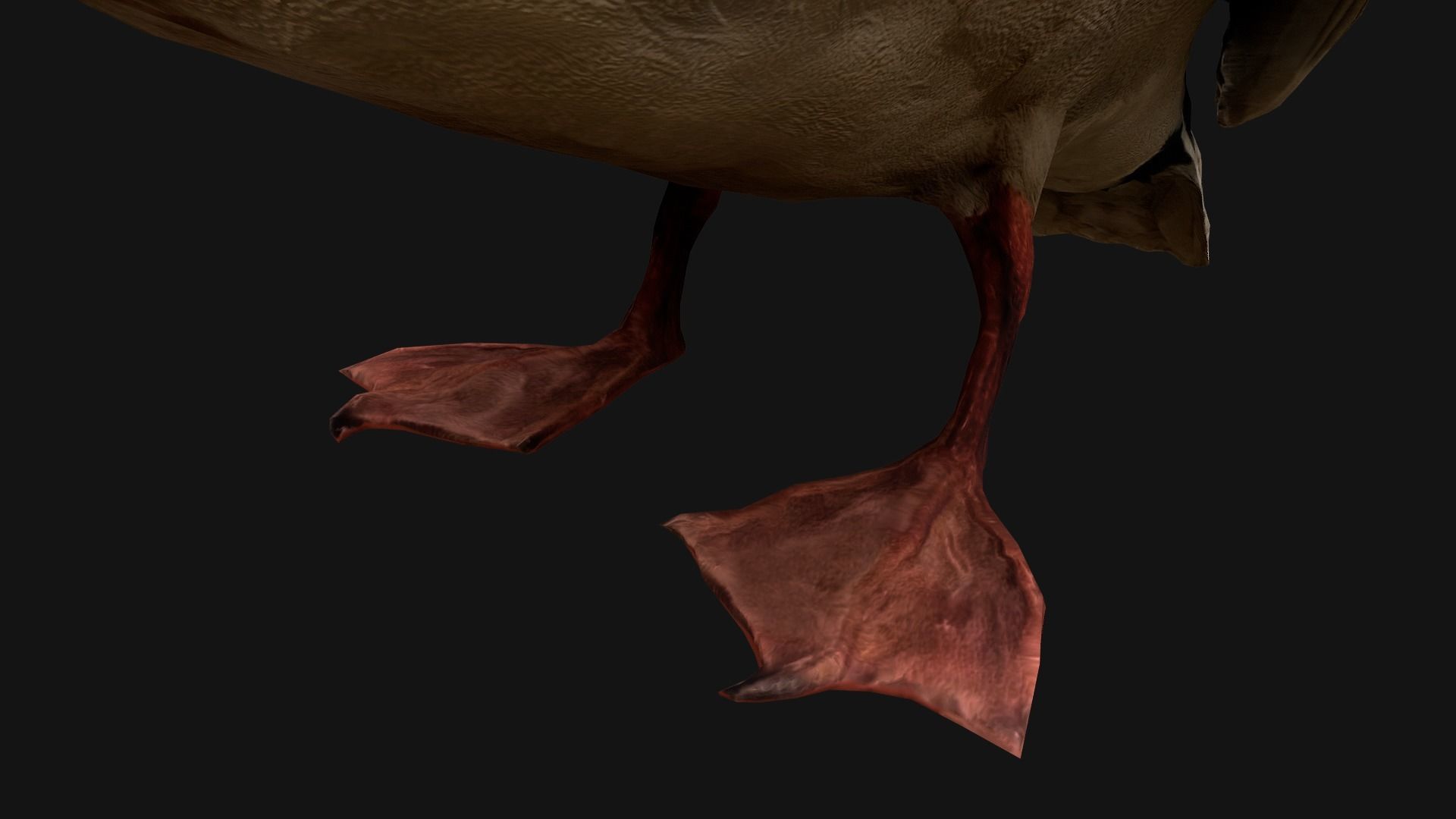 Birds set  Swan Ducks Pheasant Low-poly 3D model_19