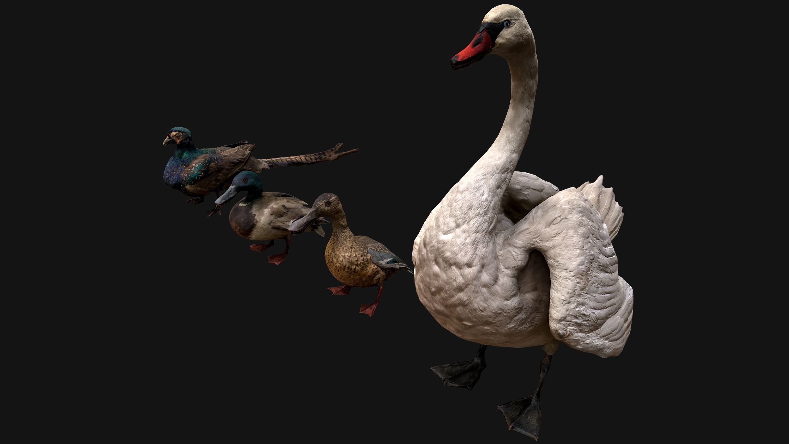 Birds set  Swan Ducks Pheasant Low-poly 3D model_11