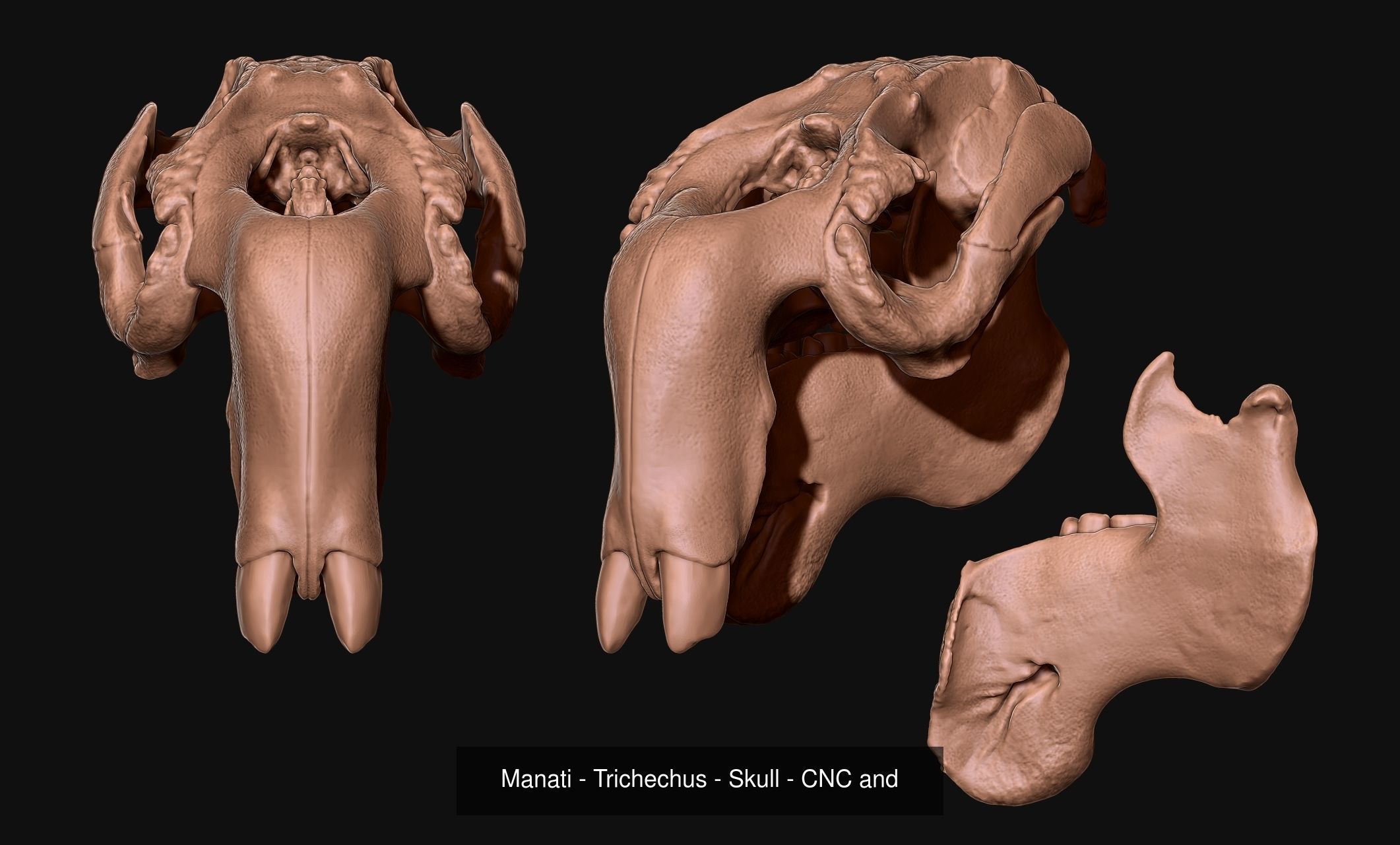 30 Skulls Collecctions Pack 3D Model Collection_25