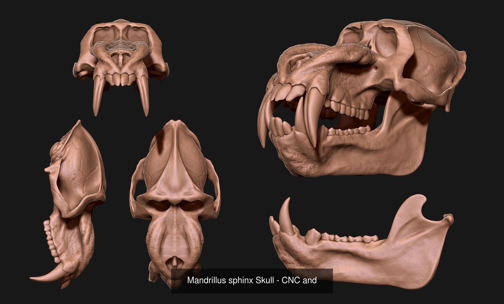 30 Skulls Collecctions Pack 3D Model Collection_23