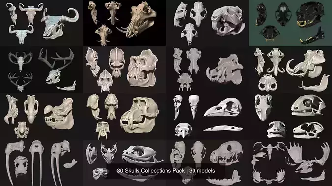 30 Skulls Collecctions Pack 3D Model Collection