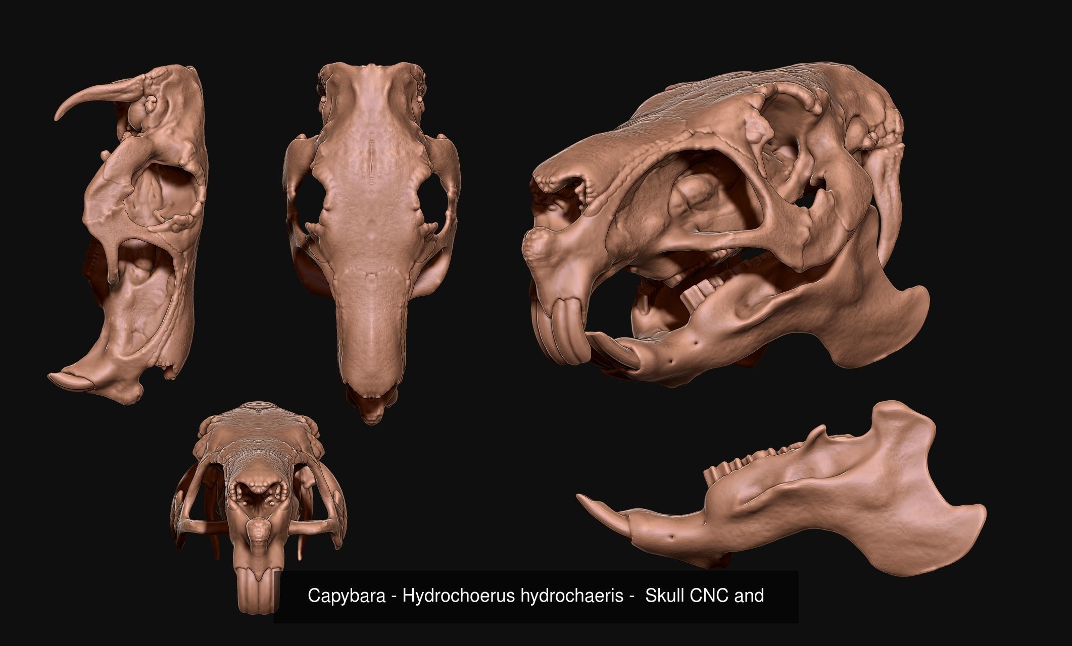 30 Skulls Collecctions Pack 3D Model Collection_34