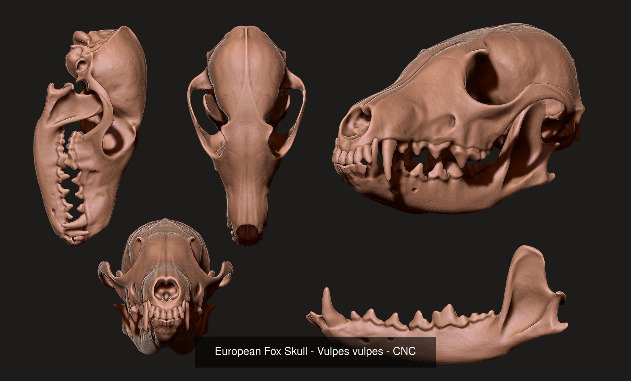 30 Skulls Collecctions Pack 3D Model Collection_19