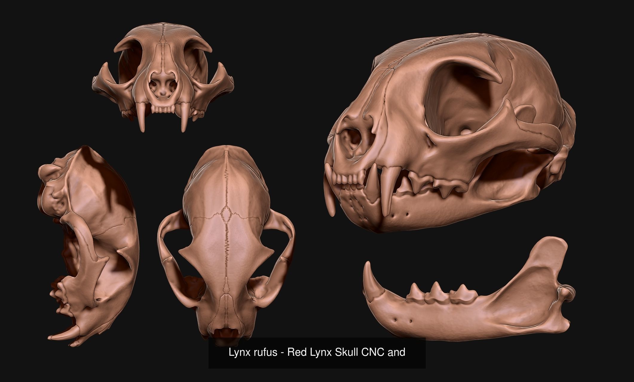 30 Skulls Collecctions Pack 3D Model Collection_32