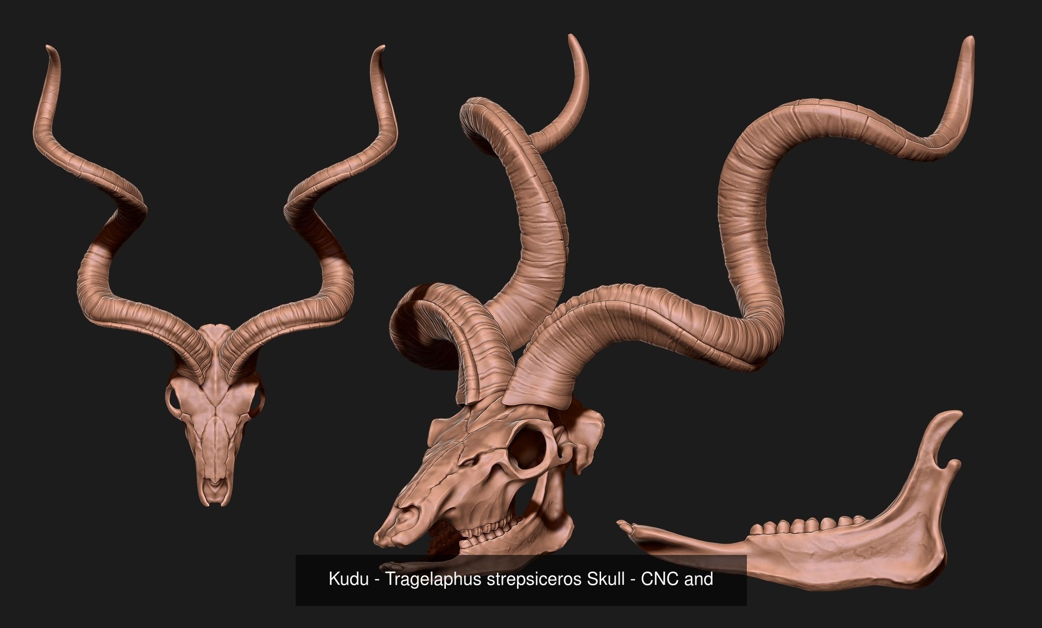 30 Skulls Collecctions Pack 3D Model Collection_26