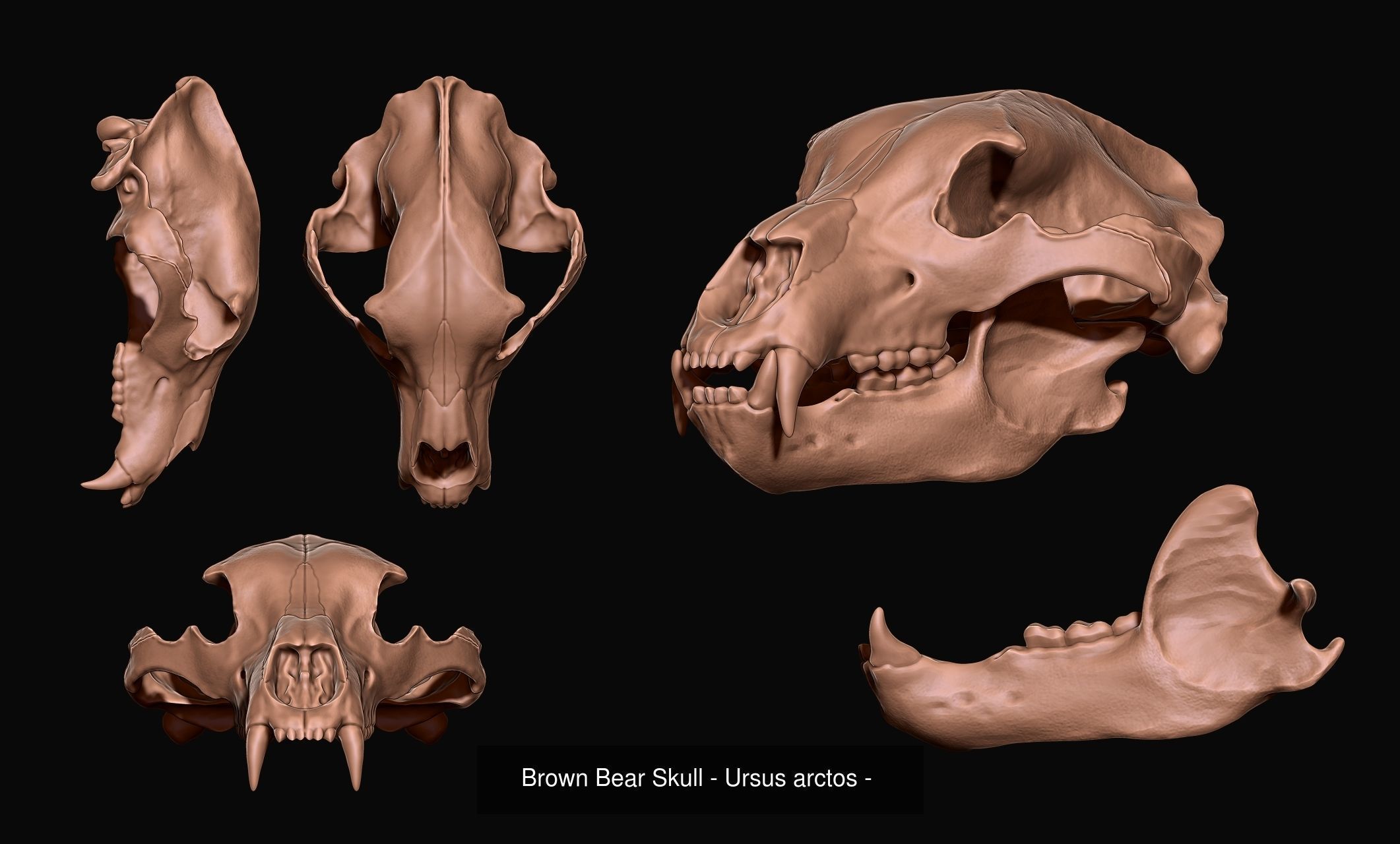 30 Skulls Collecctions Pack 3D Model Collection_27
