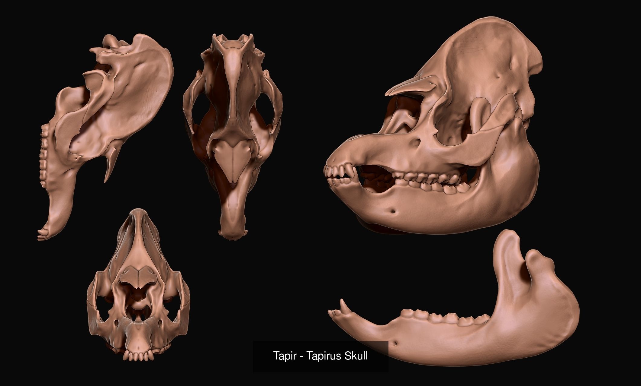30 Skulls Collecctions Pack 3D Model Collection_28