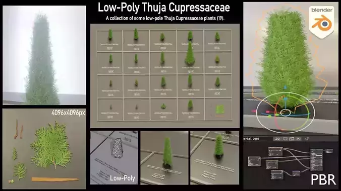 Thuja Cupressaceae 19 Plants Low-poly 3D model