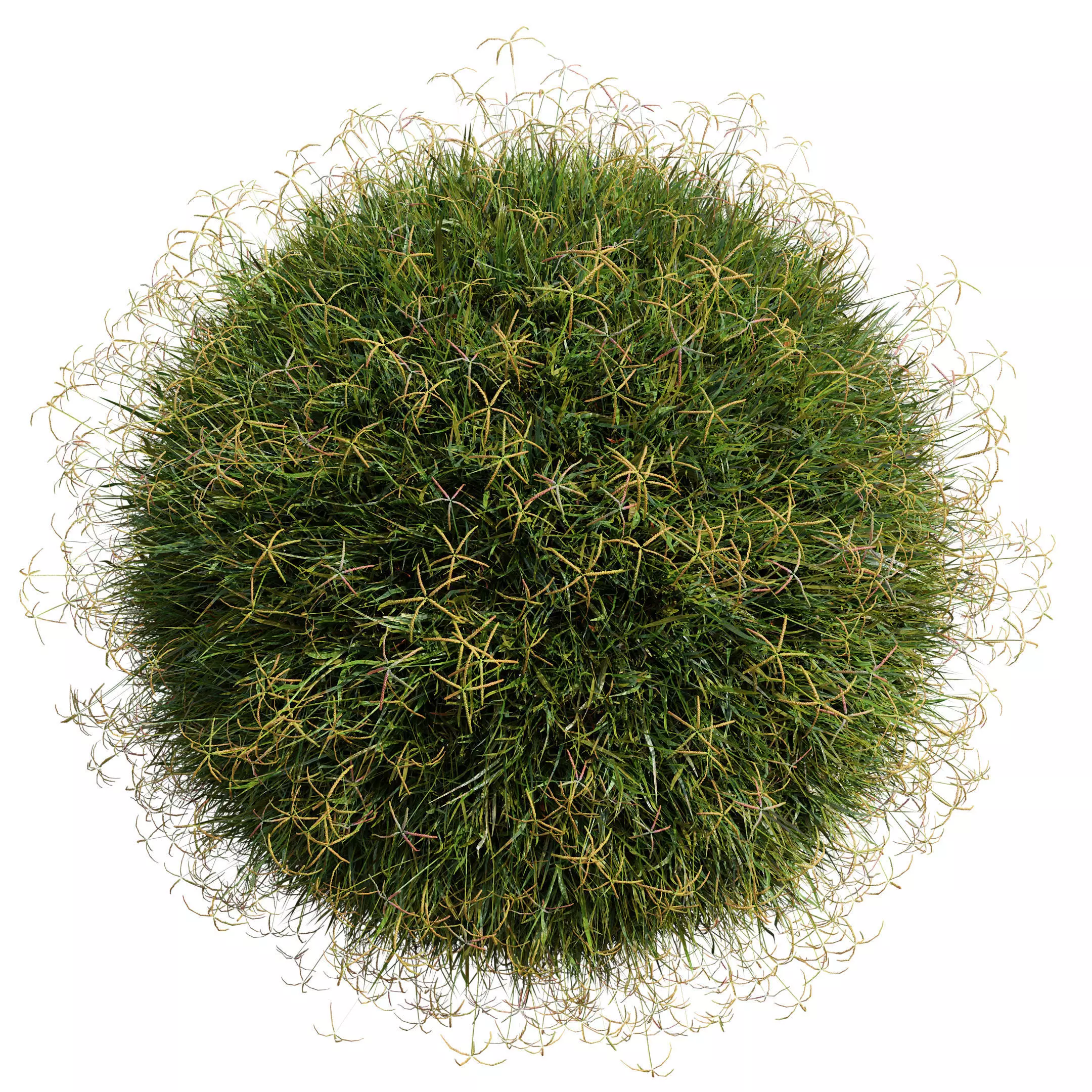 Grass foliage pack 8k and 2k resolution meadow plant Low-poly 3D model_0