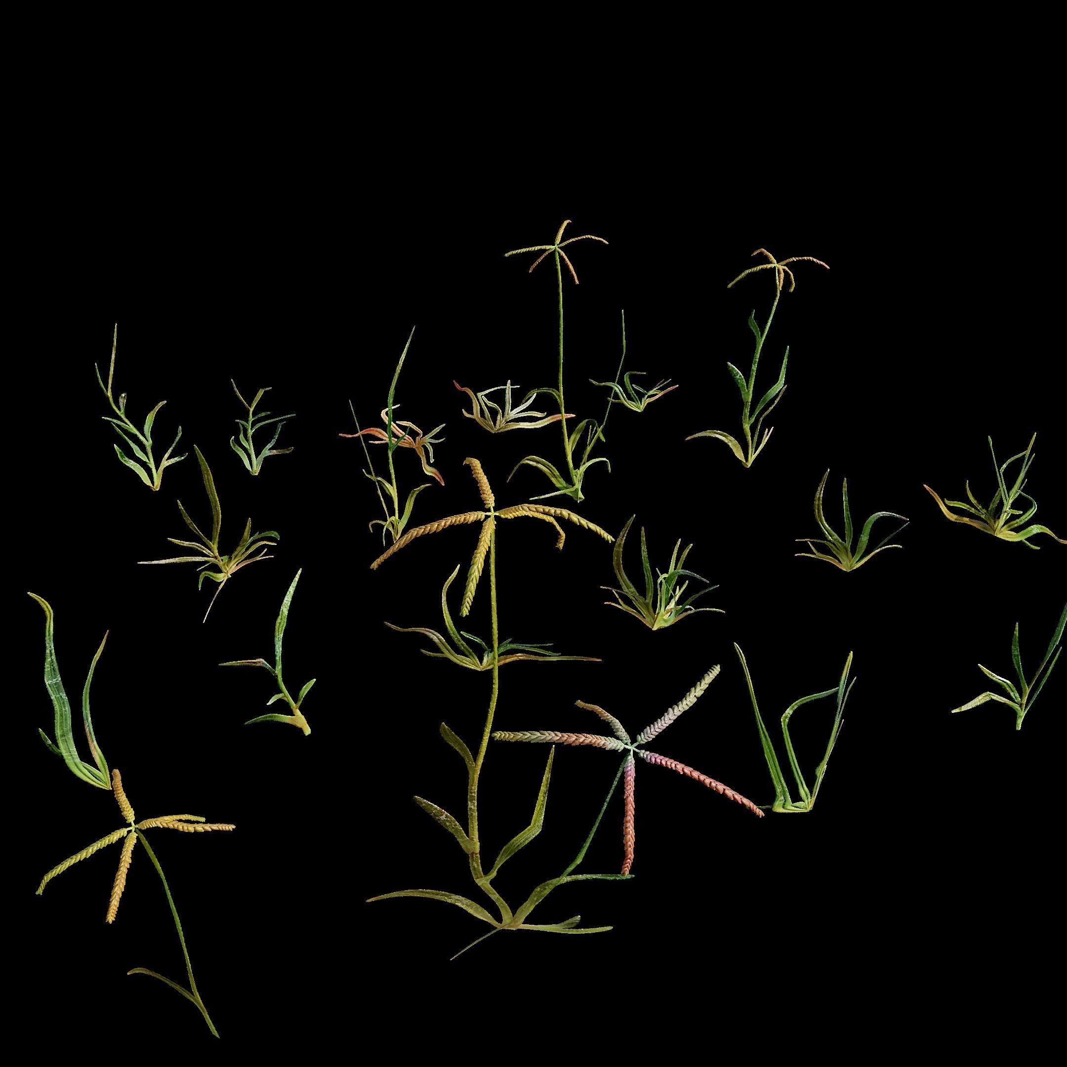 Grass foliage pack 8k and 2k resolution meadow plant Low-poly 3D model_1